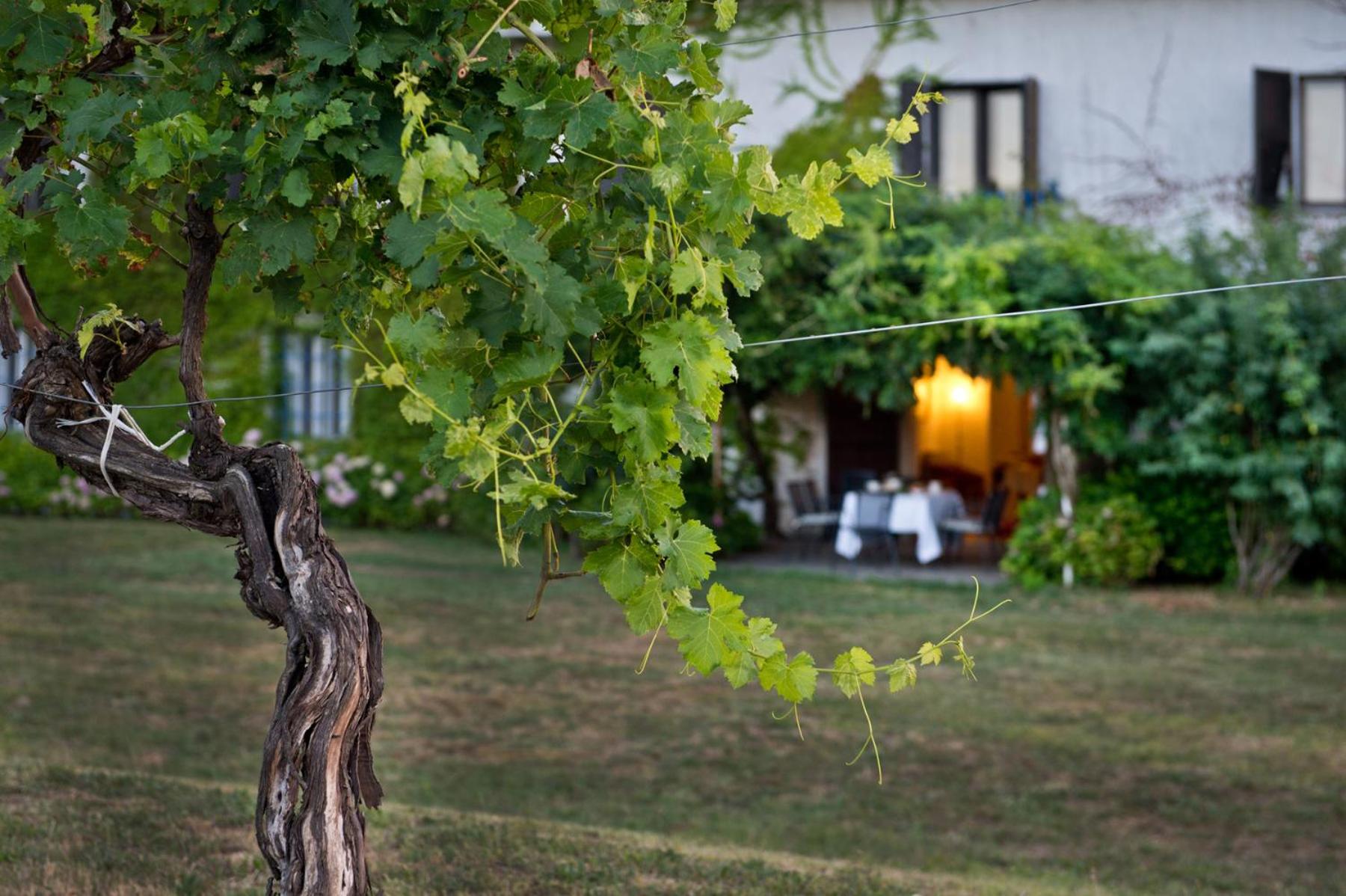 Agriturismo Tra Le Vigne