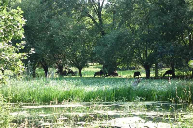 Fachwerkhaus am Fluss