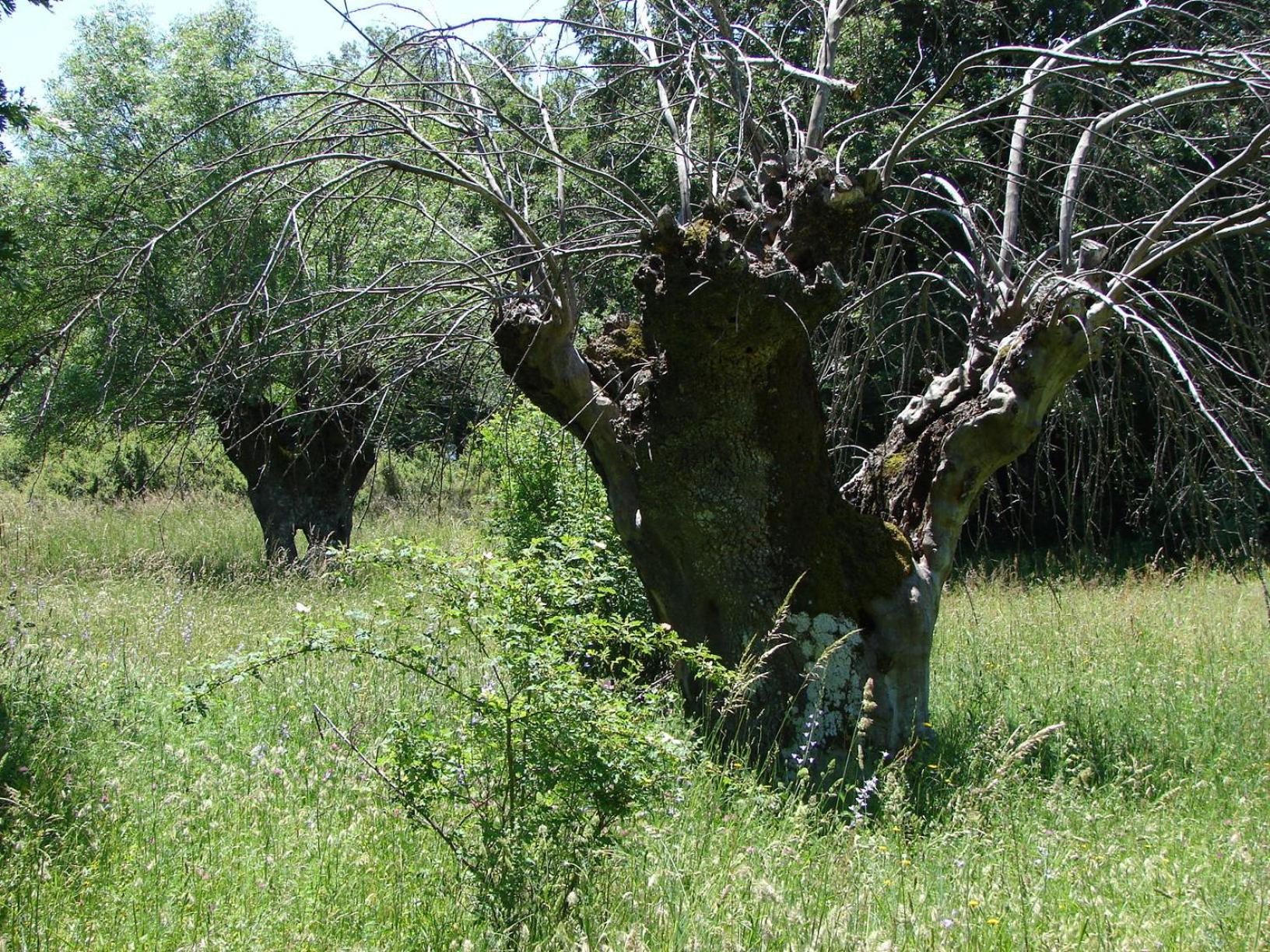 Photo 49
