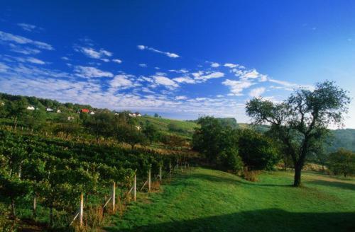 Gasthof Hotel Zum Weinberg
