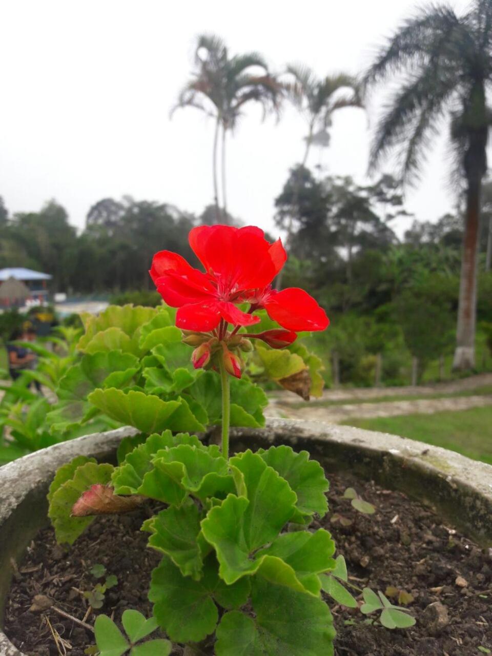 Las Mercedes Finca Cafetera