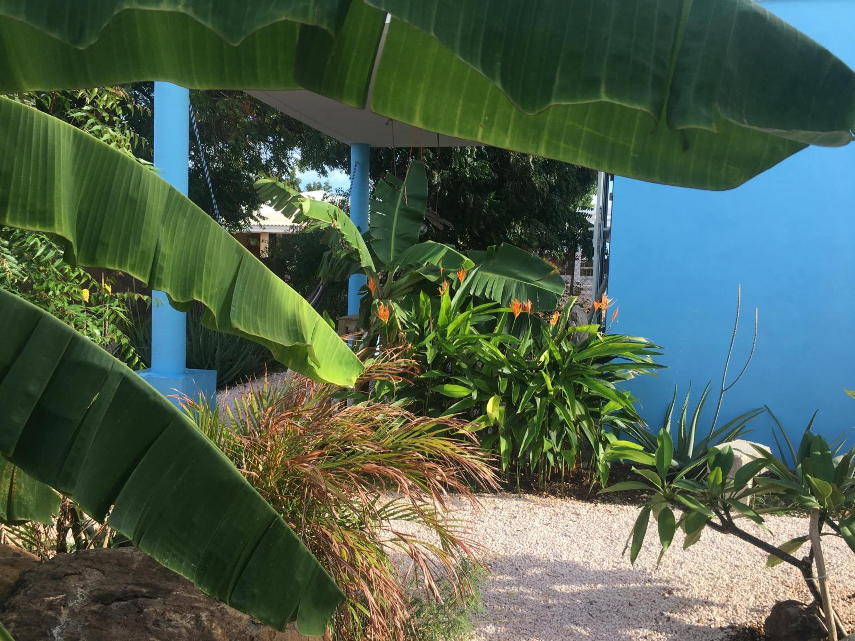 Tropical Breeze 
