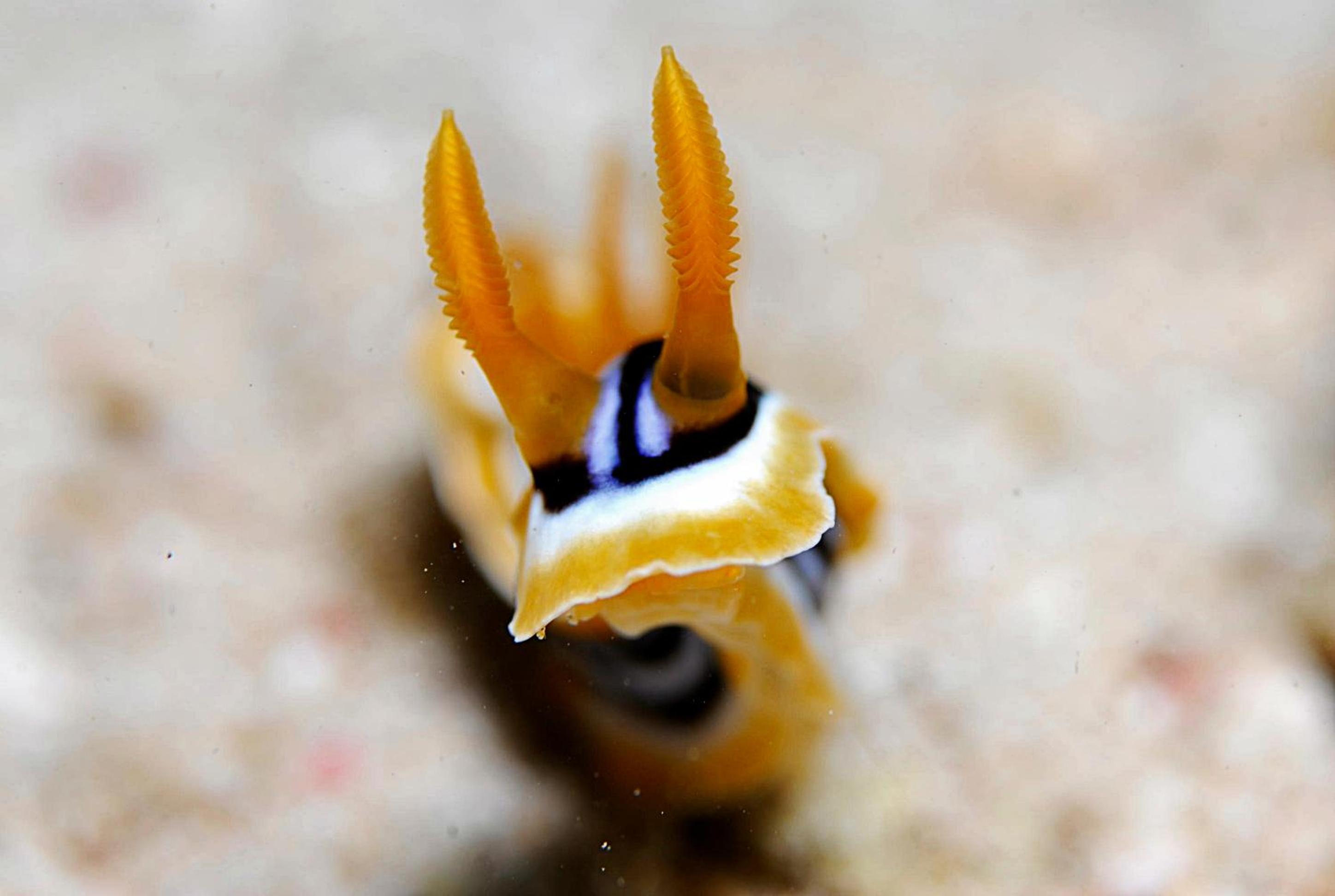 Aqaba Vacations - Aqaba Adventure Divers Resort  Dive Center - Property Image 1