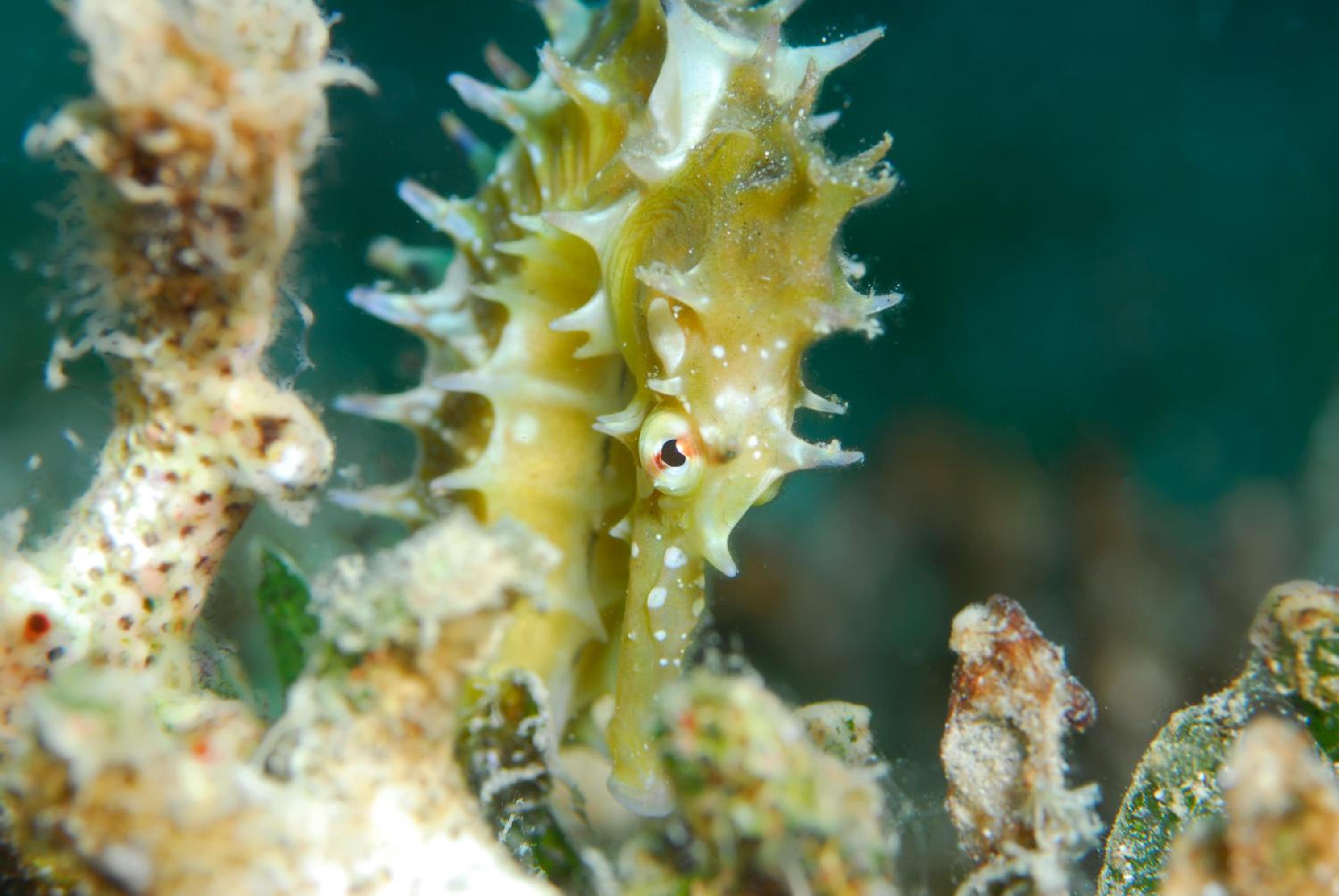 Aqaba Vacations - Aqaba Adventure Divers Resort Dive Center - Property Image 13