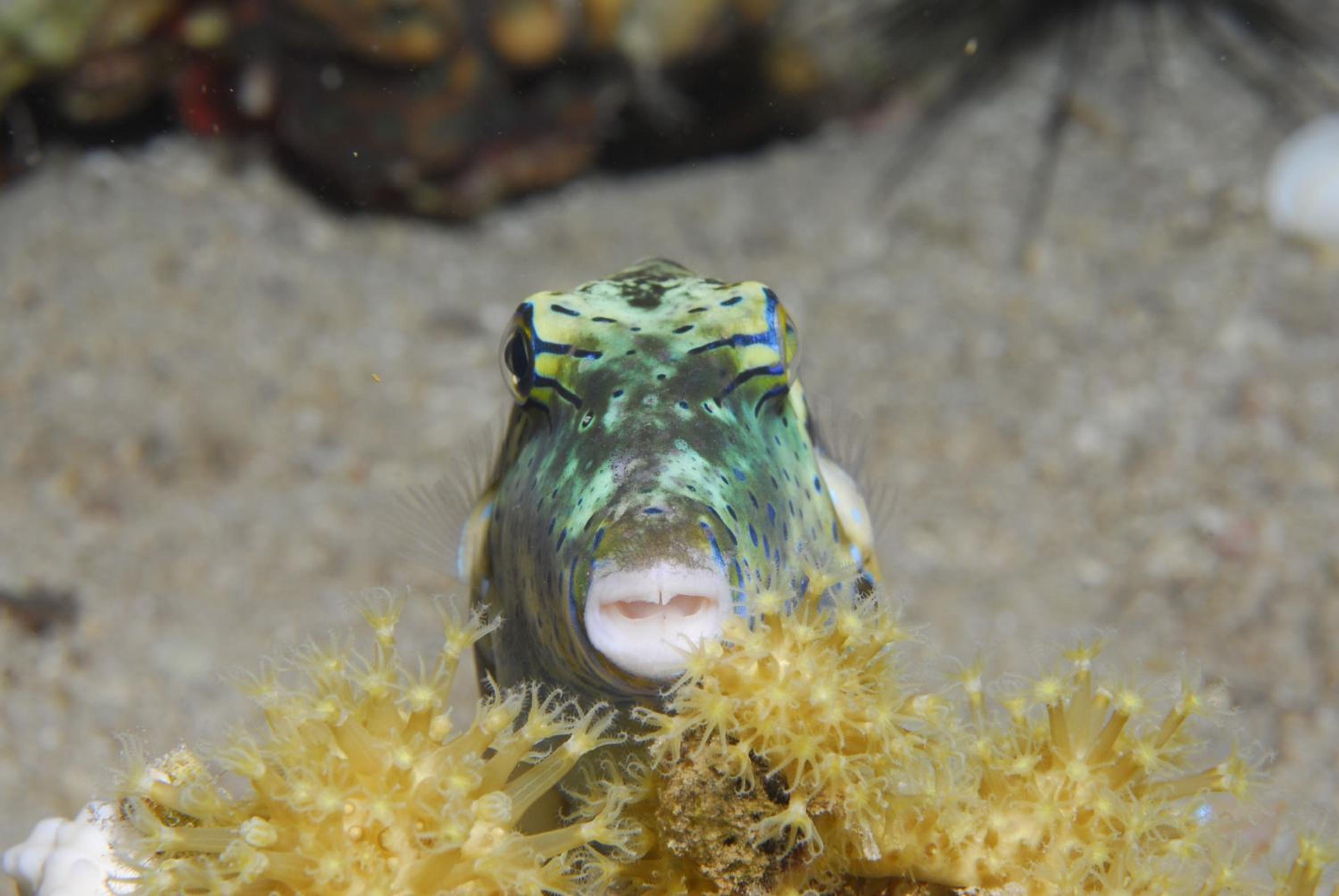 Aqaba Vacations - Aqaba Adventure Divers Resort  Dive Center - Property Image 5