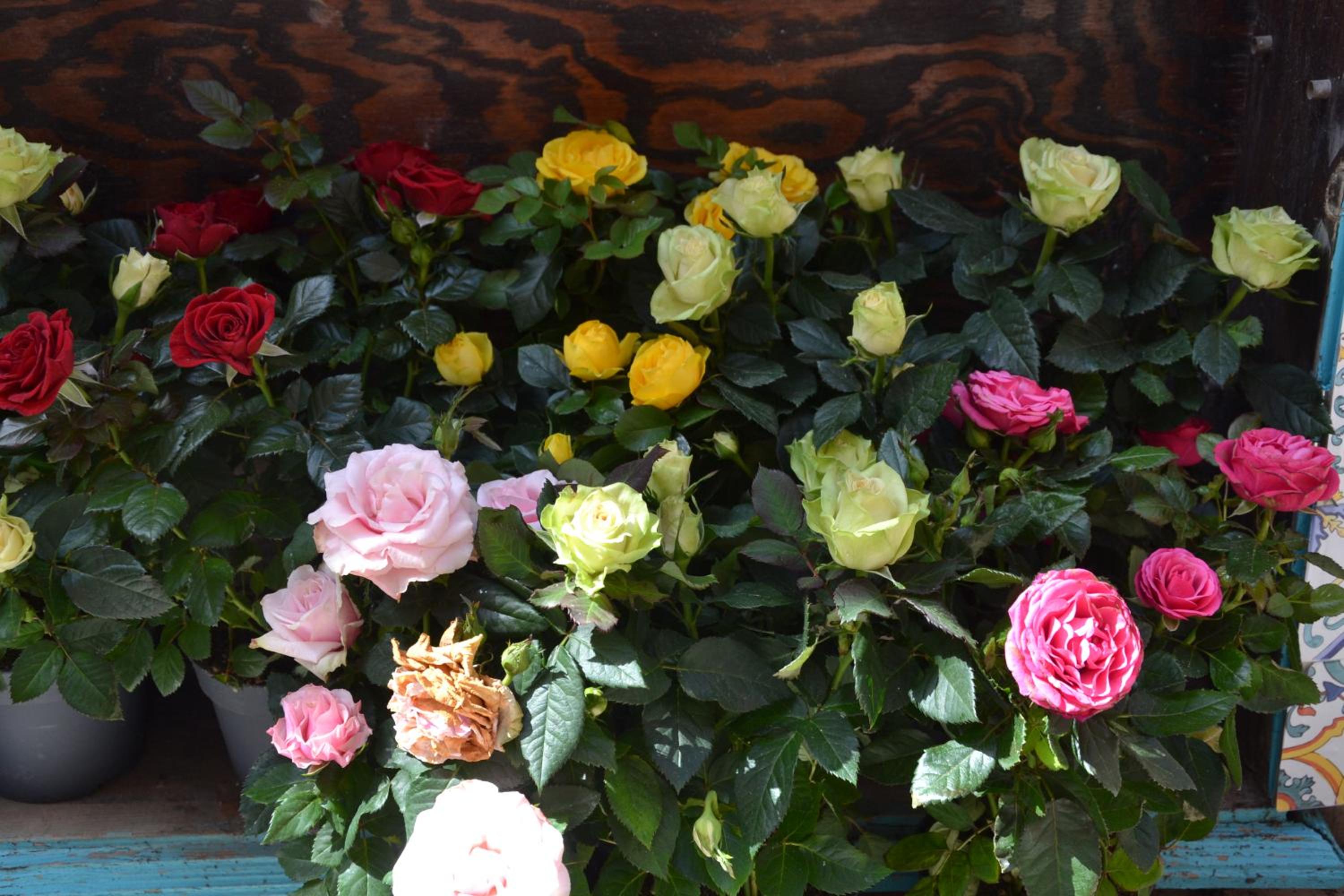 Terra Murata Boutique b&b photo 3