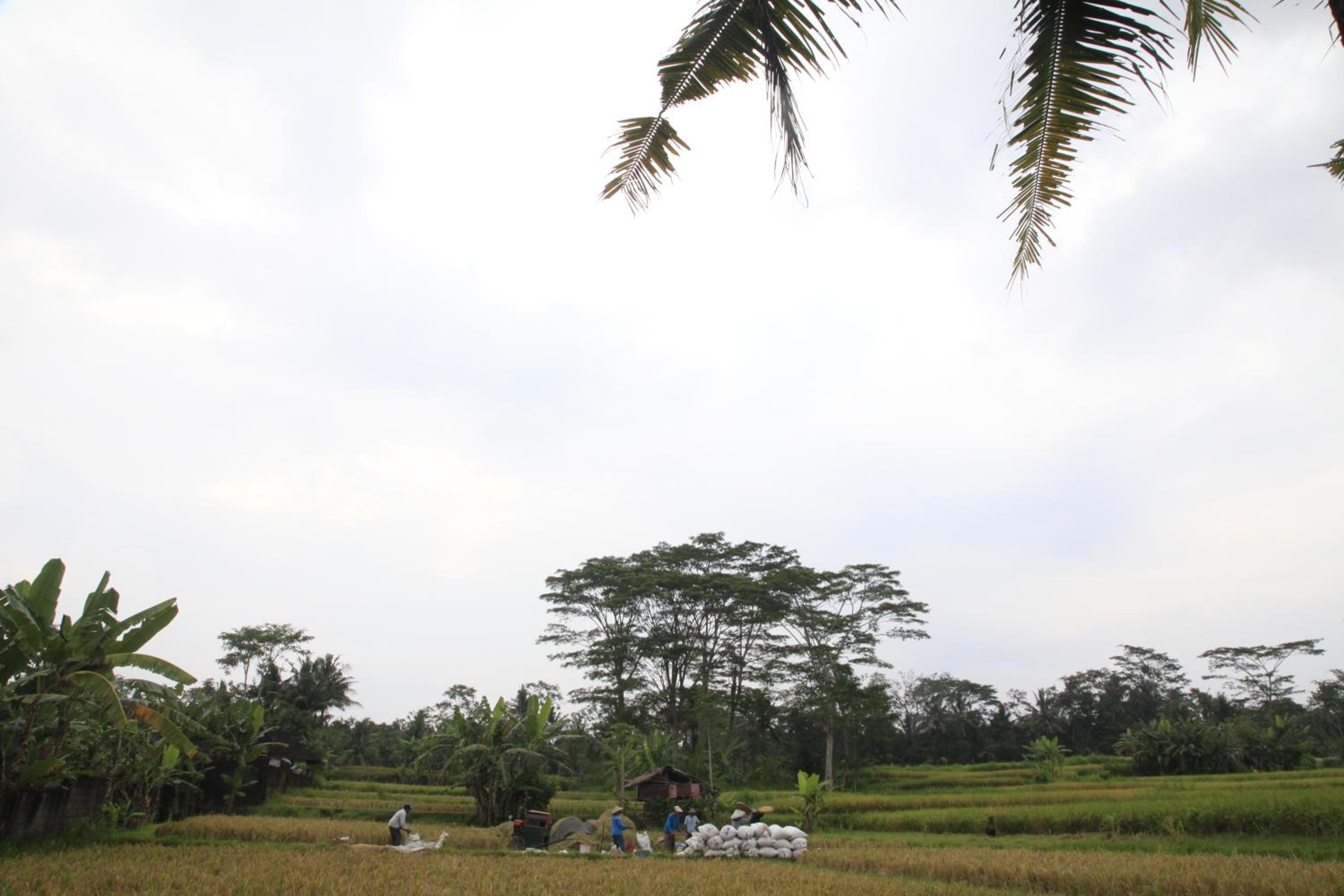 Pondok Gepokan Homestay view 3