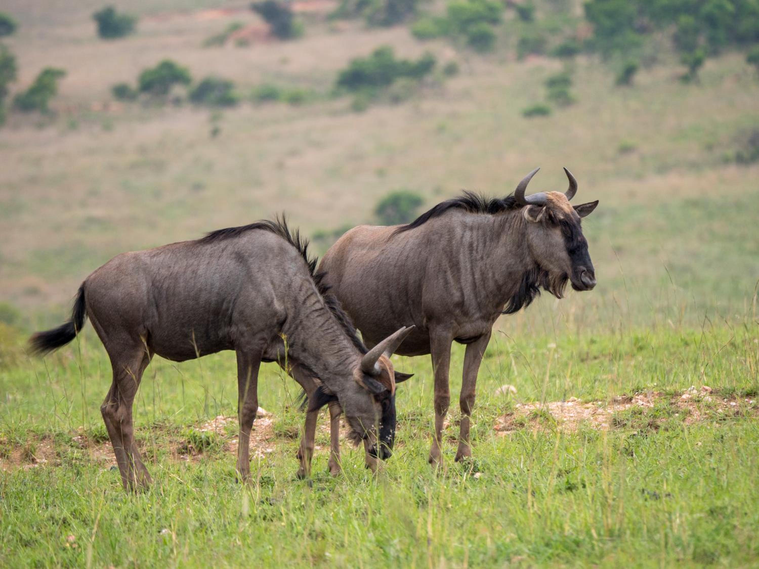 Nkomazi Game Reserve by NEWMARK view 2