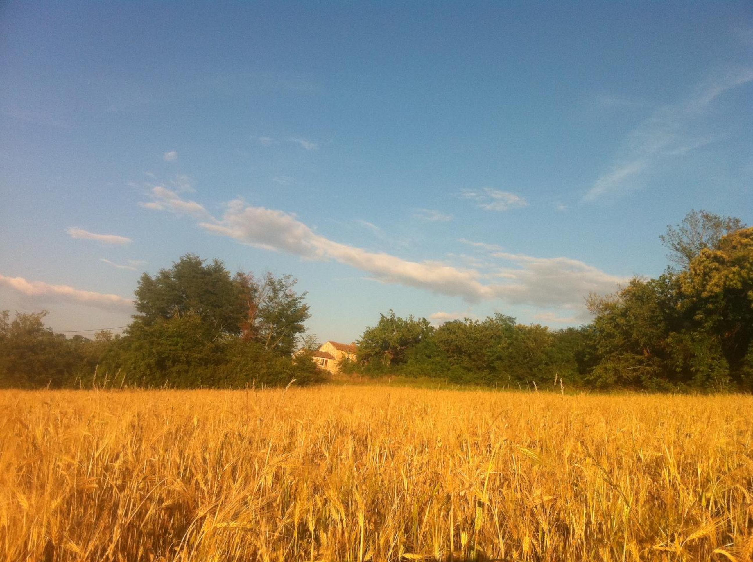 Photo 36