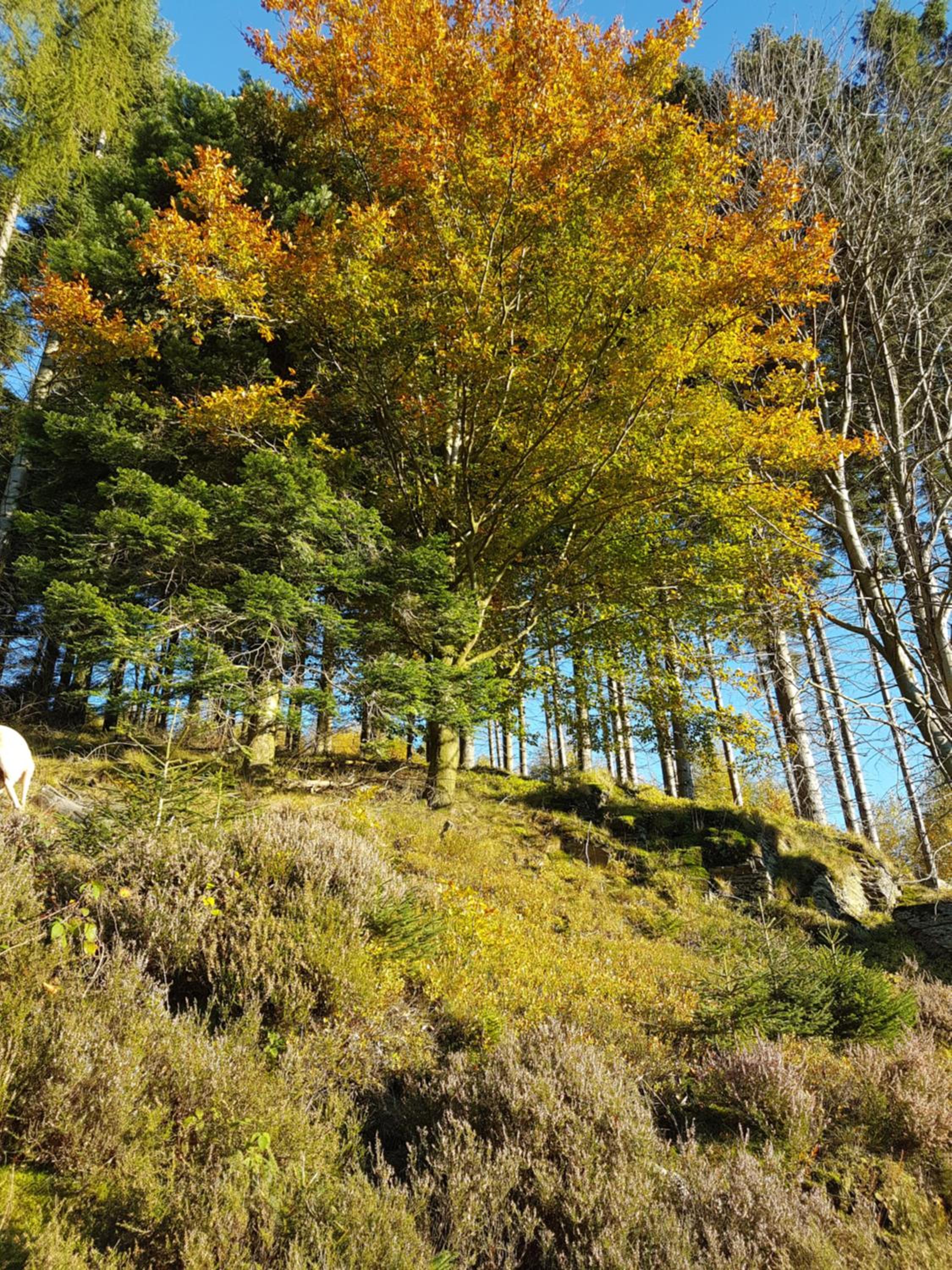 freundliche Unterkunft Sauerland