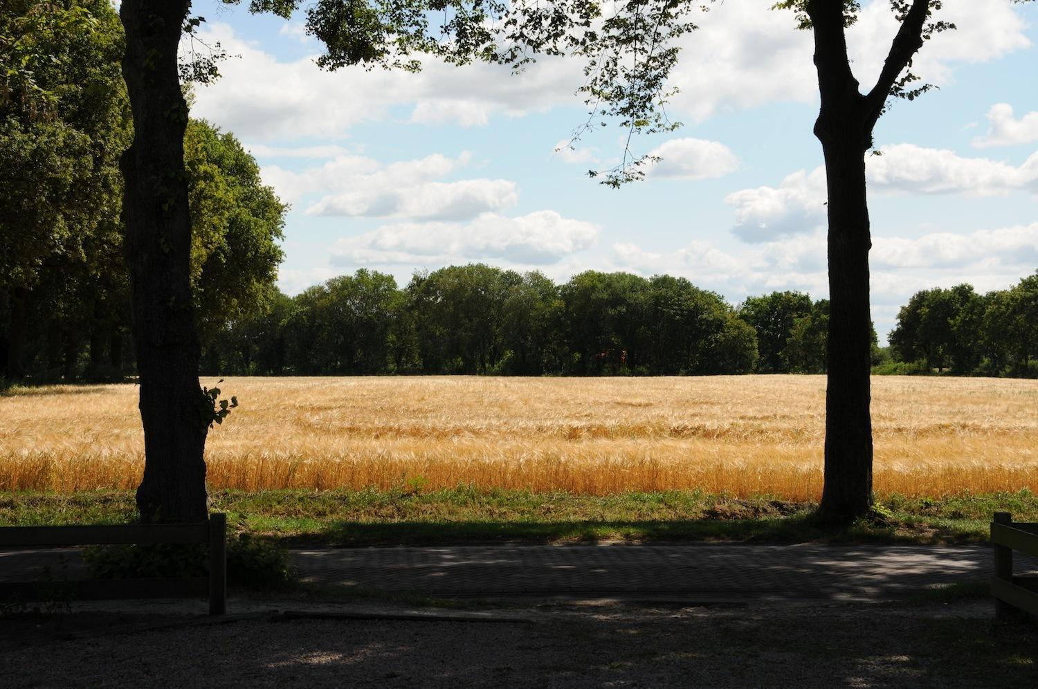 De Violier view 4