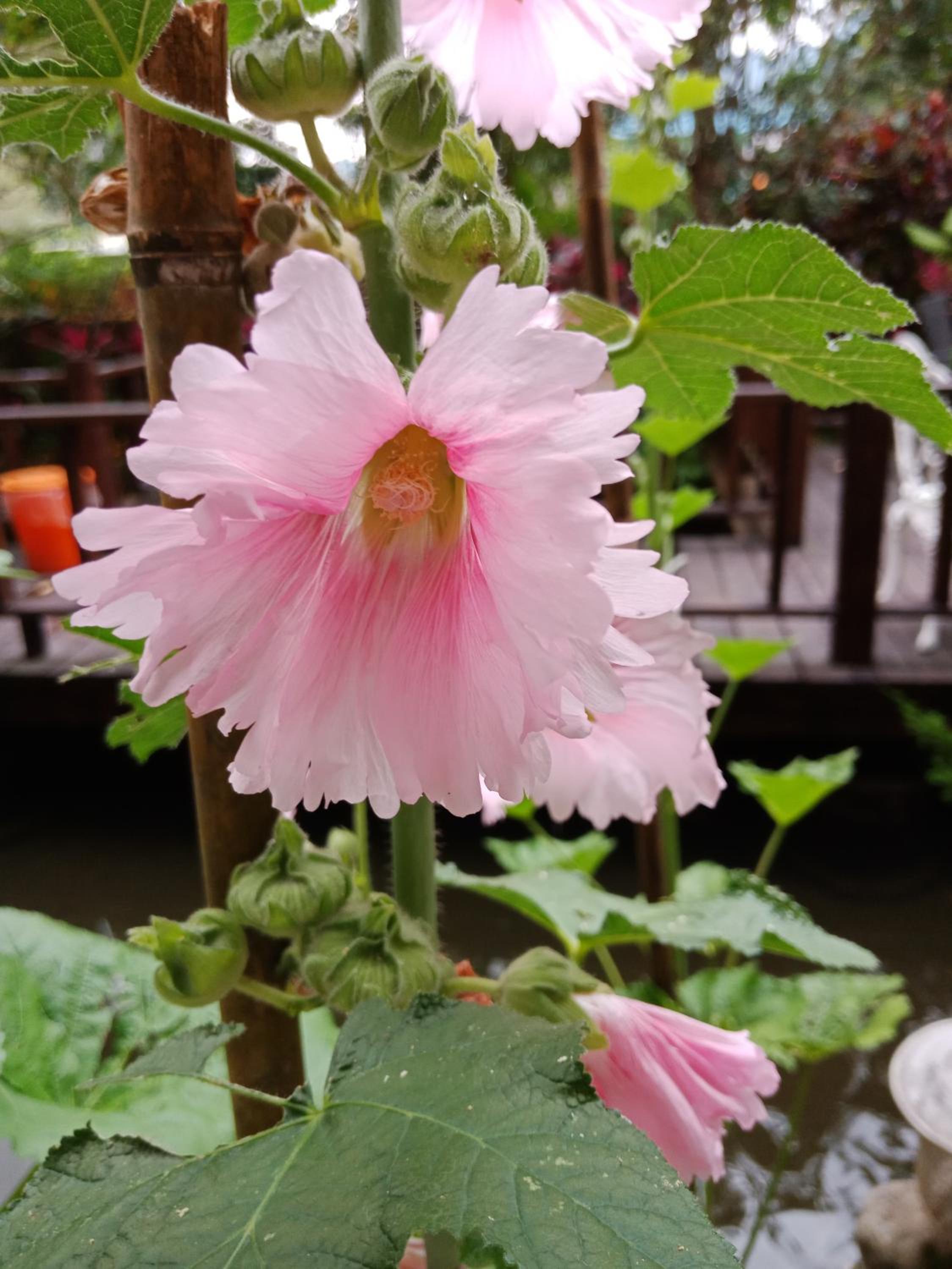 Yi Jia Yuan Homestay view 5