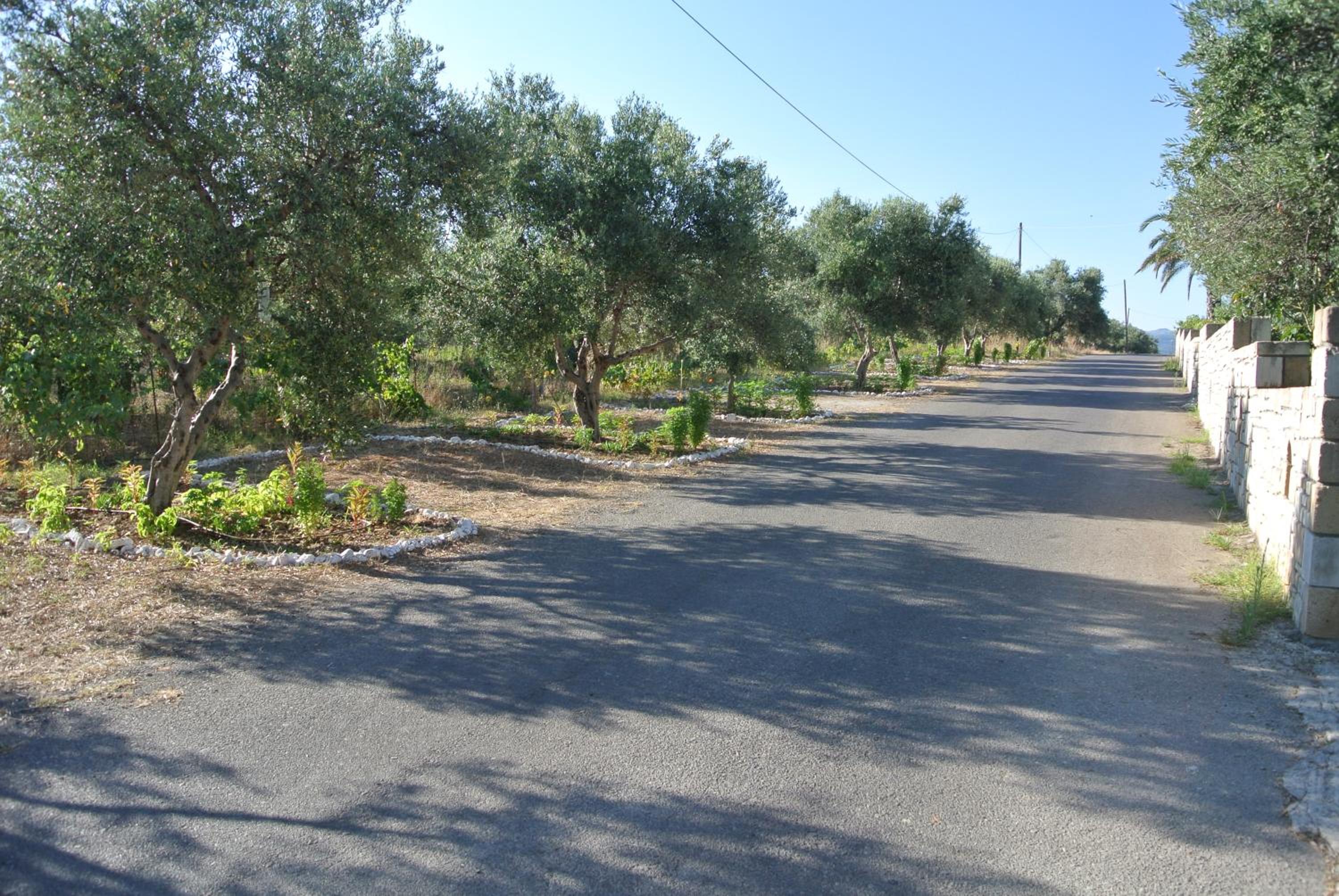 Olive View view 4