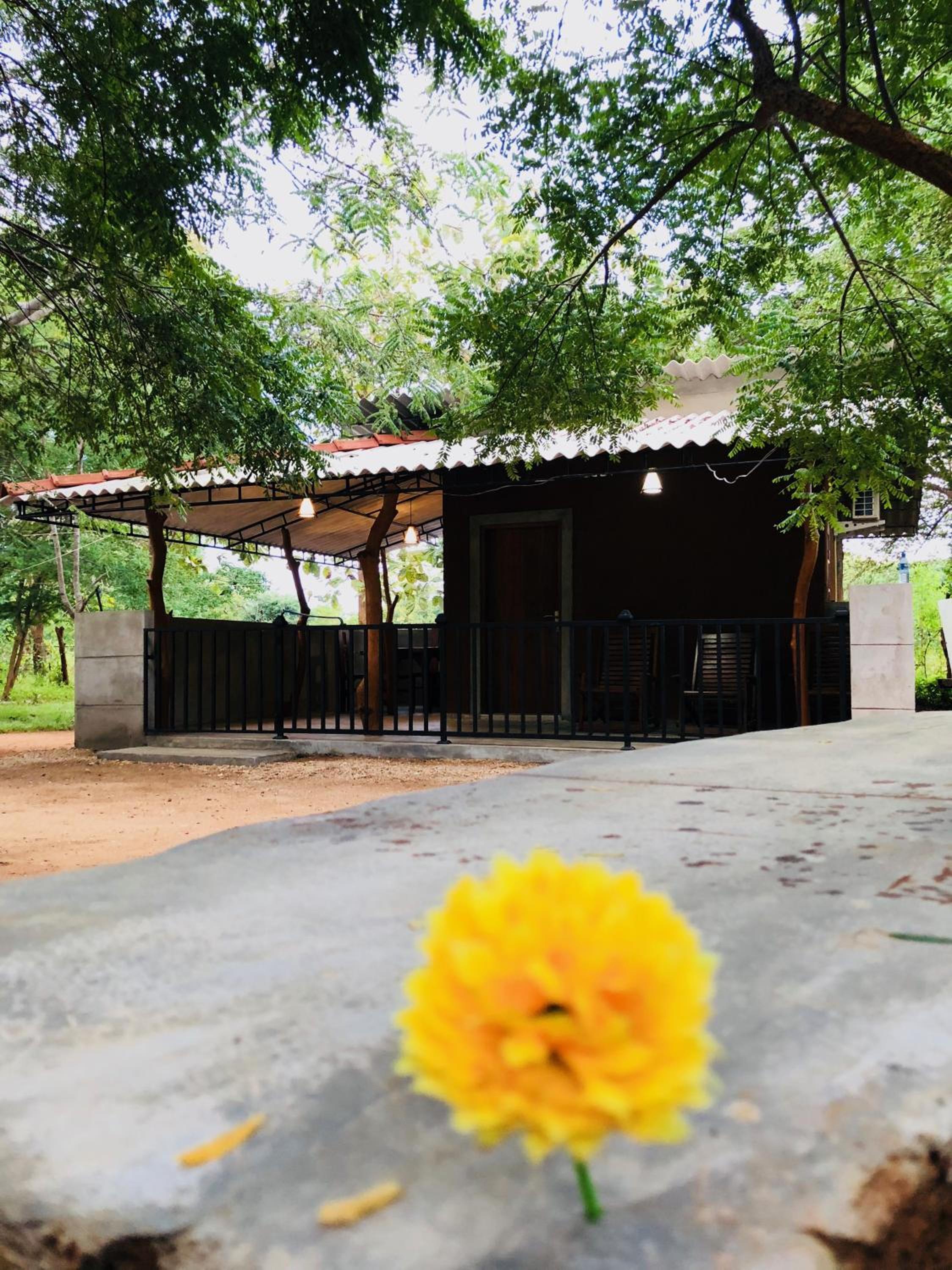 The Summer Corridor - Kataragama view 5