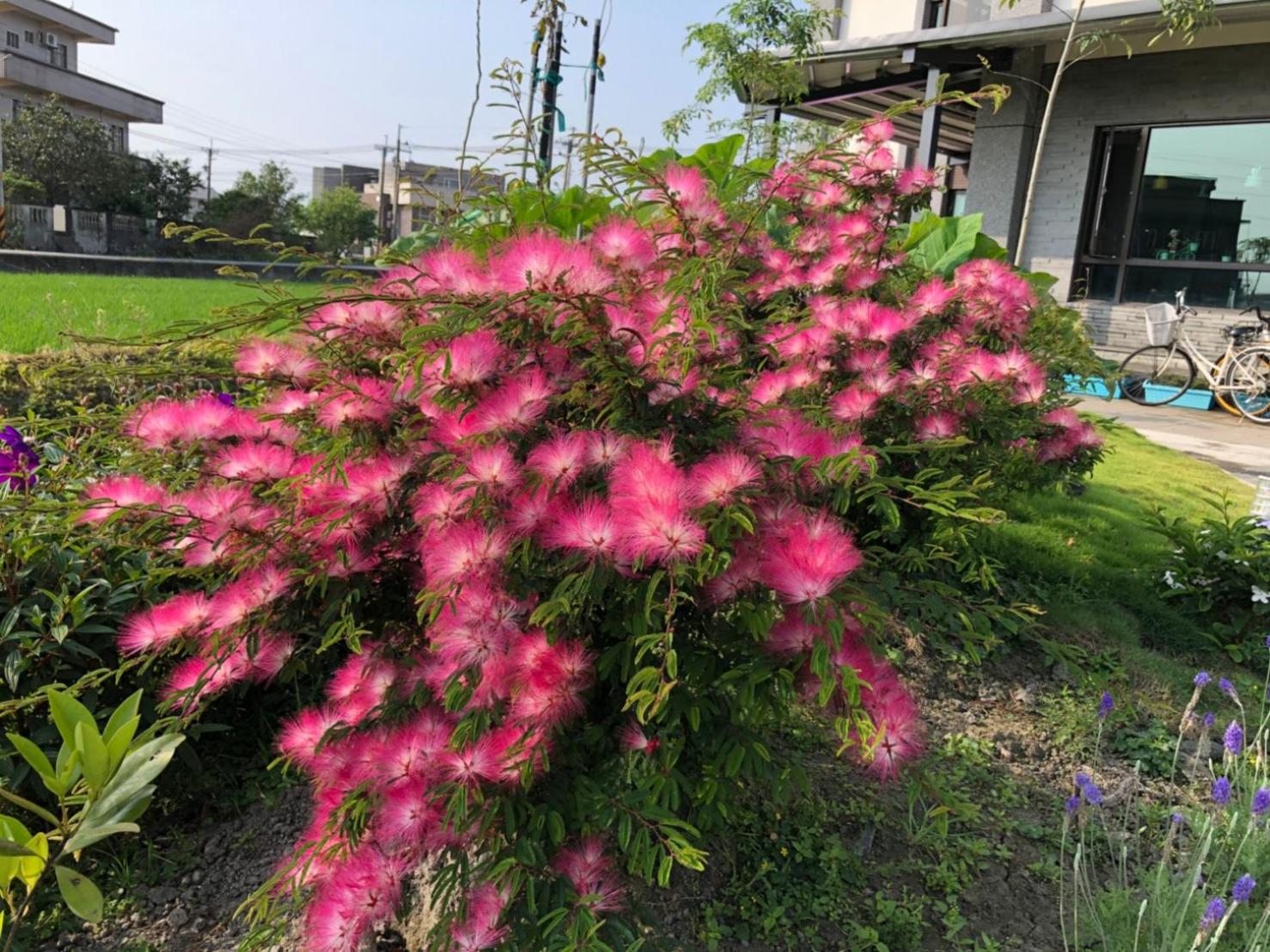 Early Summer