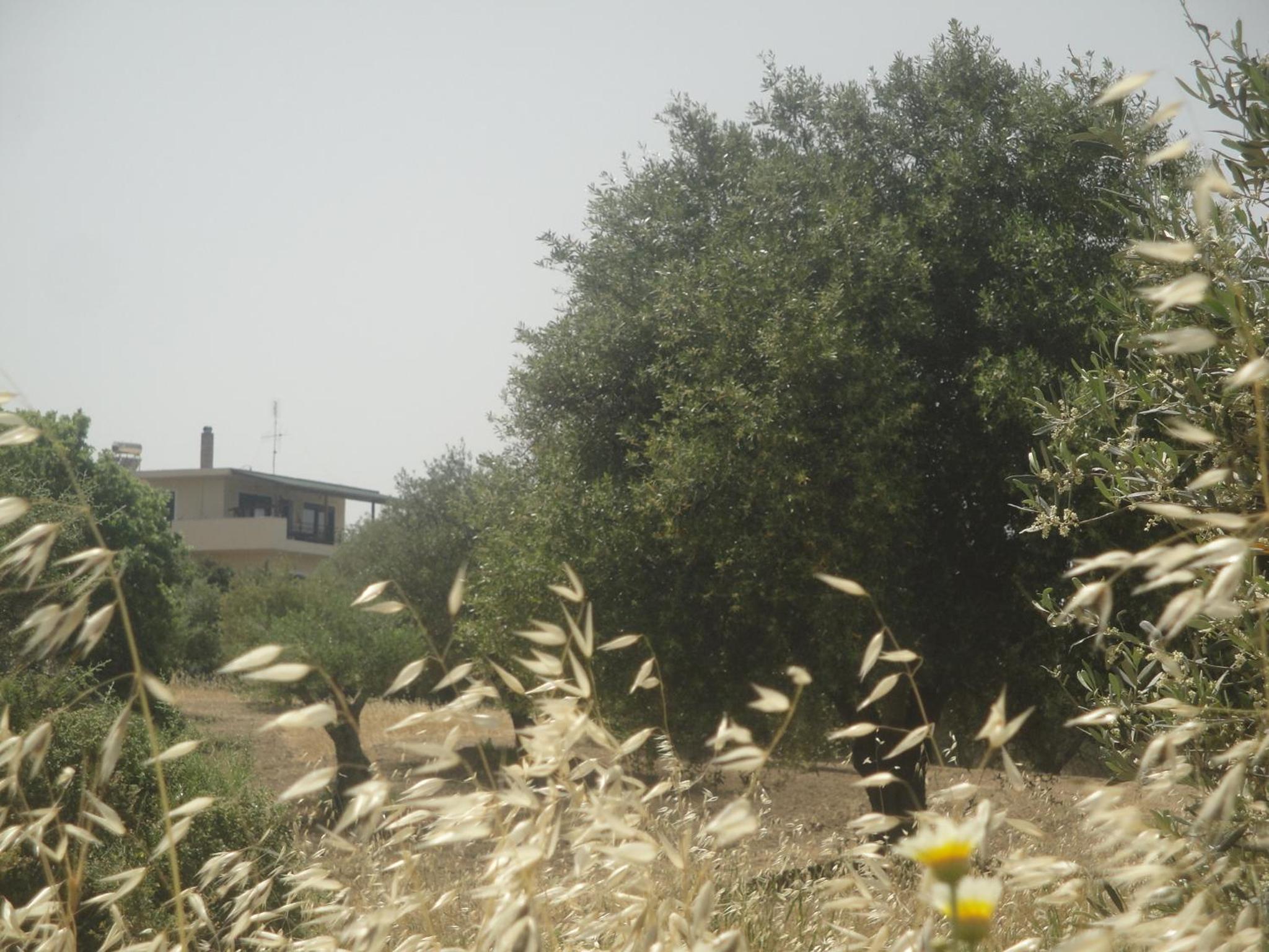 Photo 51
