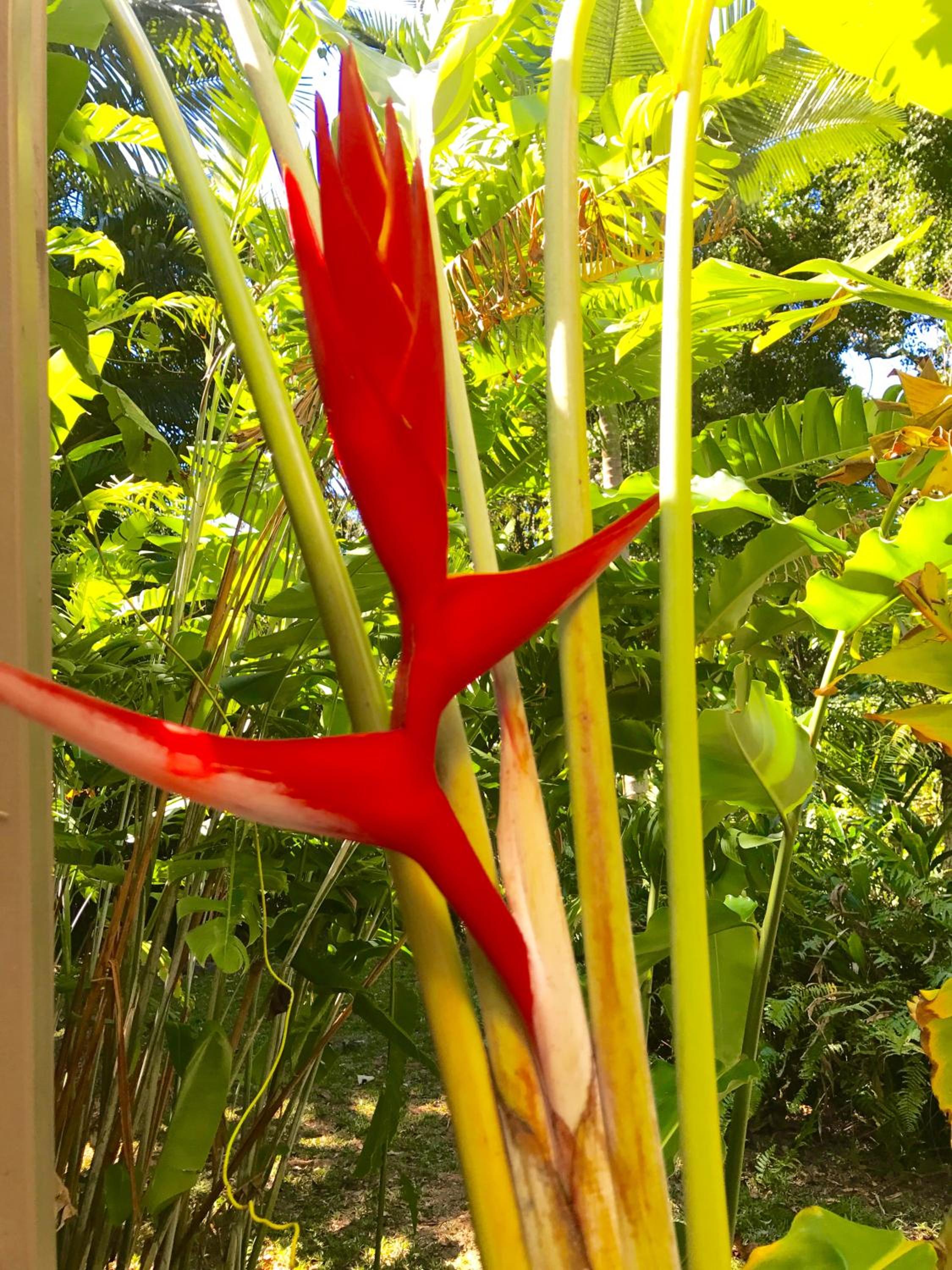 Daintree Magic Holiday House
