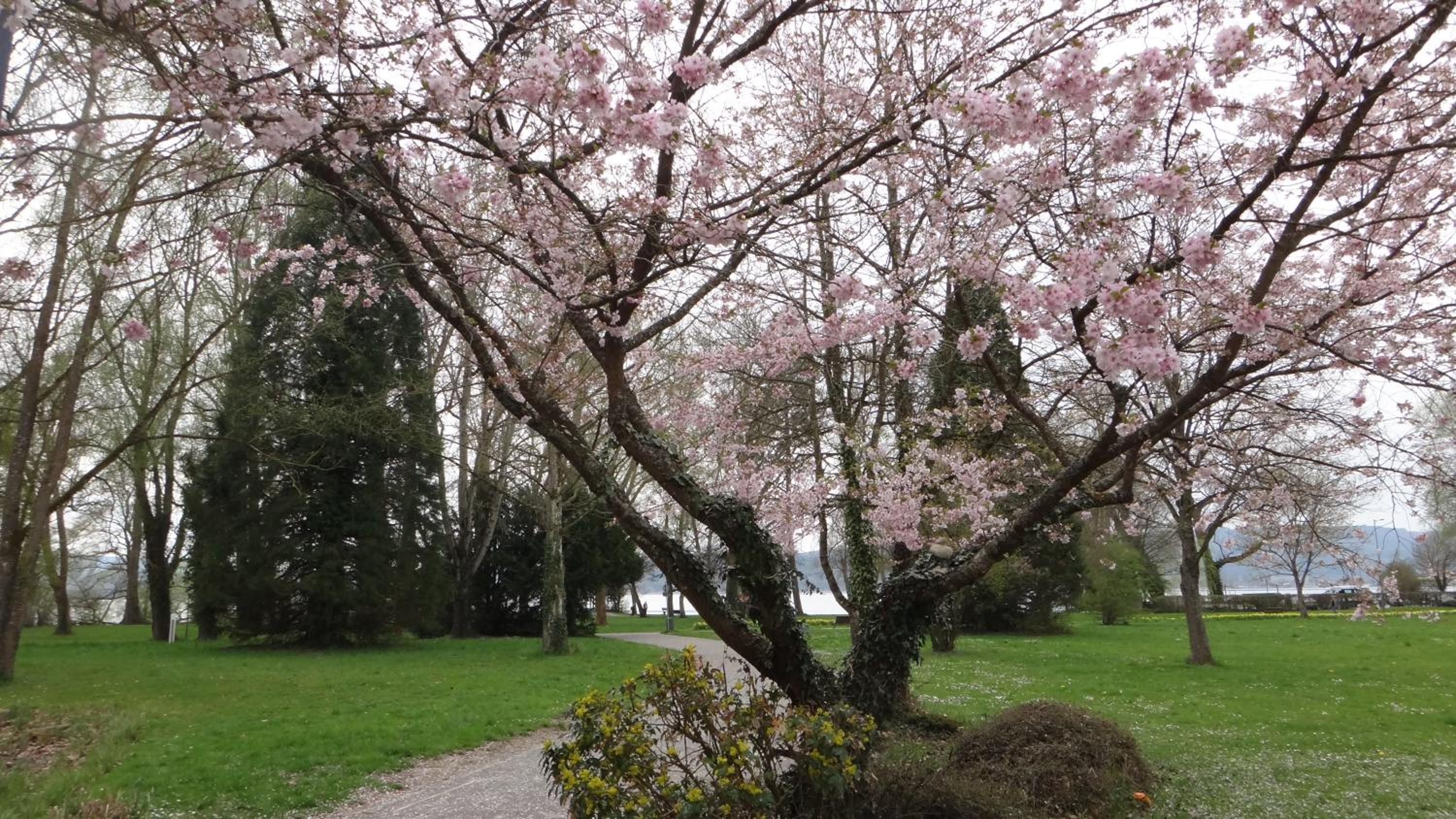 Auszeit am Bodensee