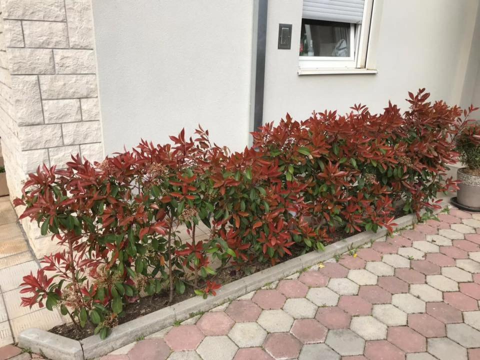 Apartmani Mane view 5