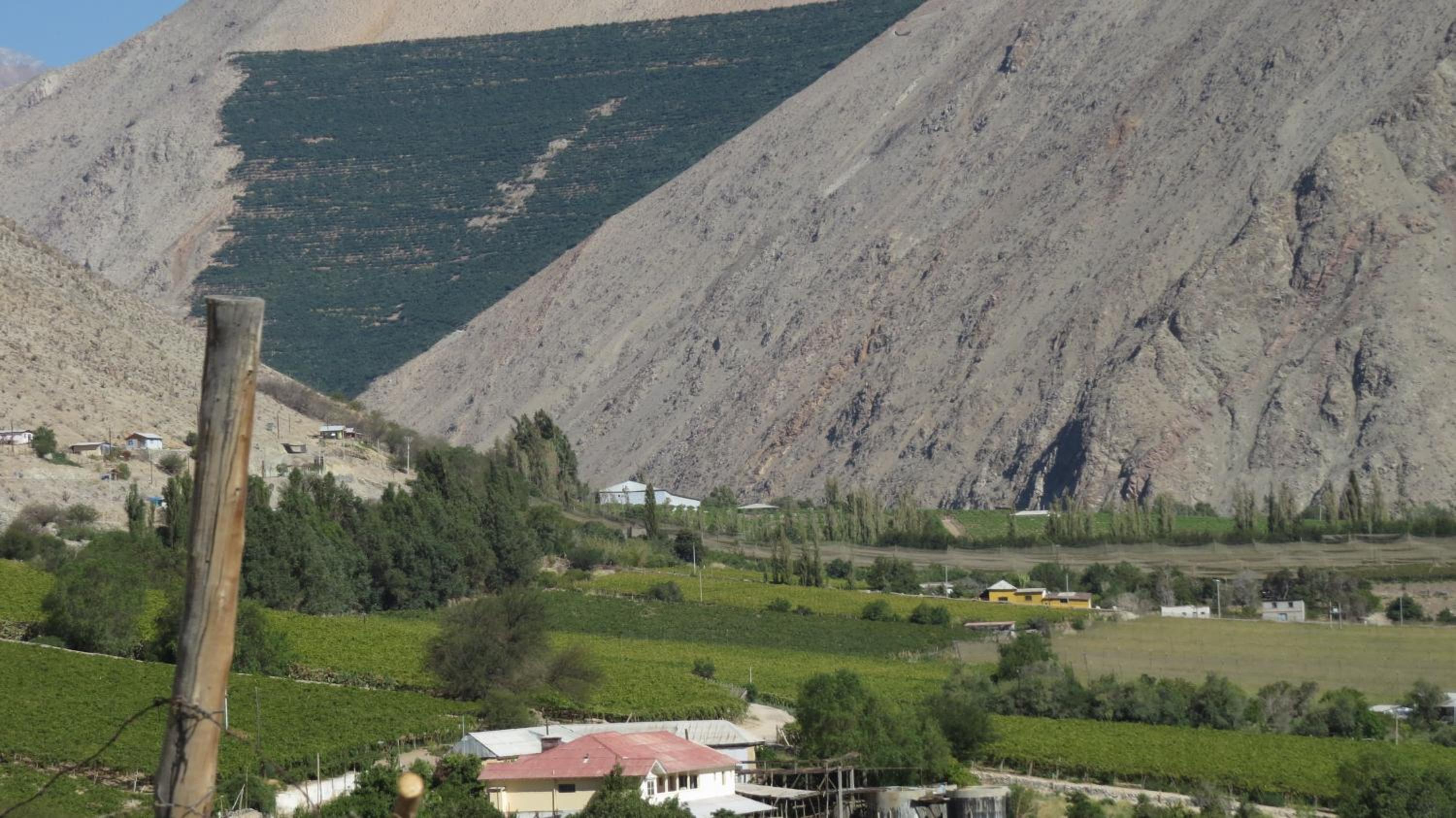 Cosmopolita Verde