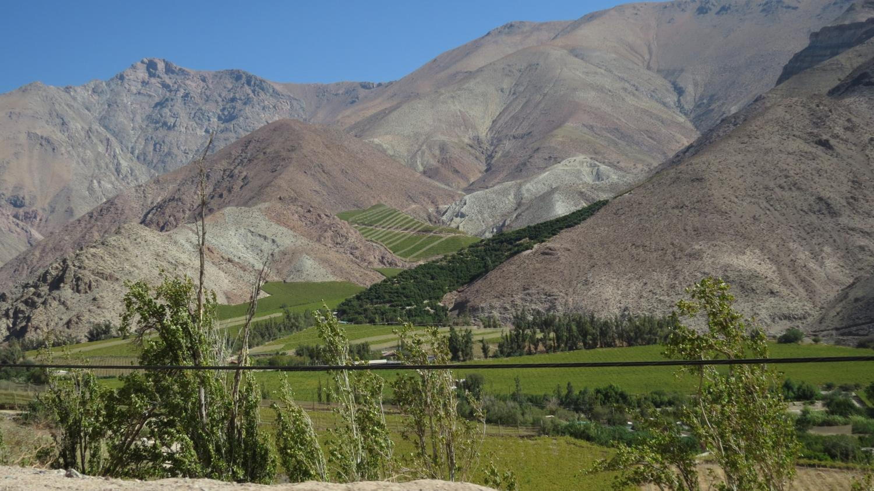 Cosmopolita Verde