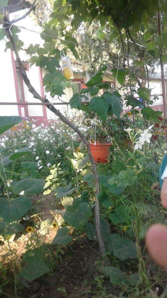 La Olteanu