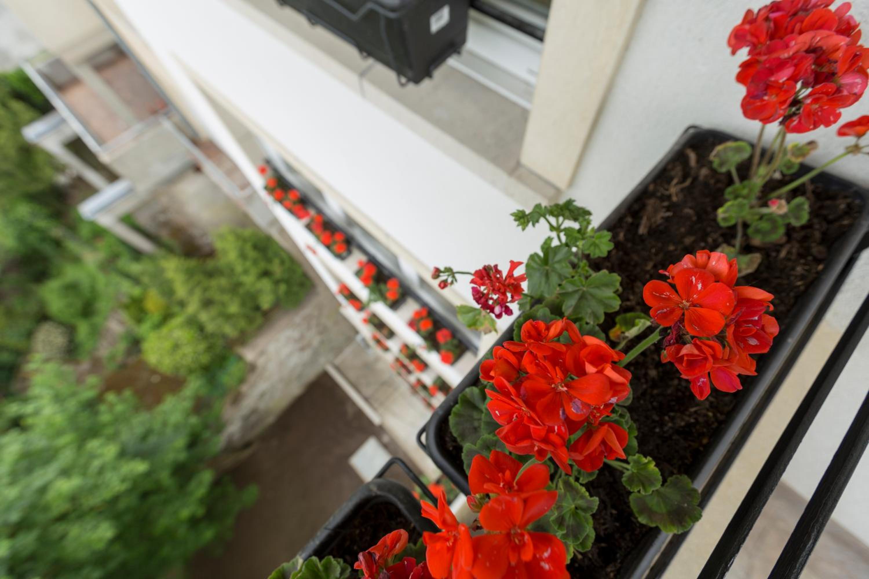 The Queen Luxury Apartments - Villa Vinicia