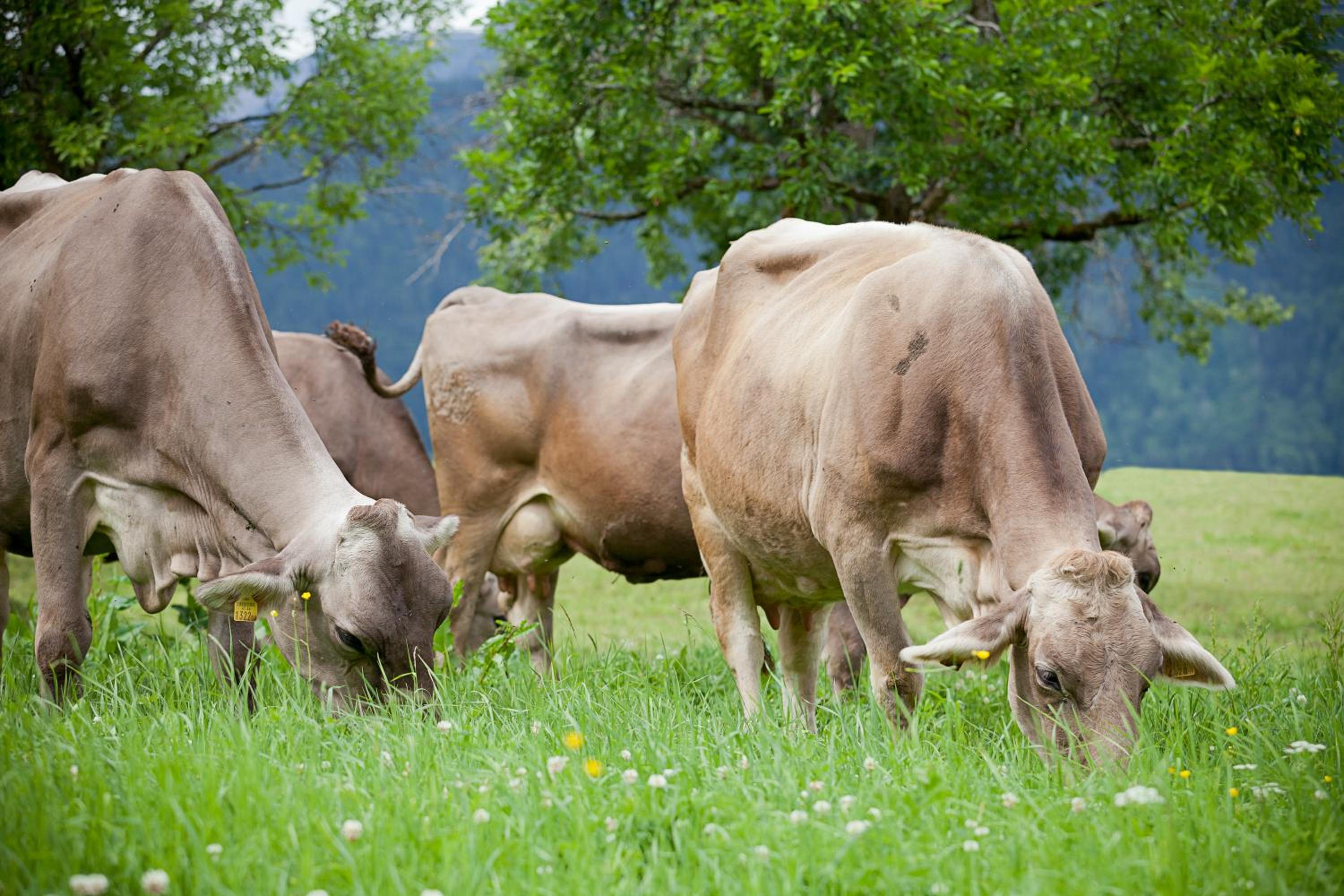 Moserhof