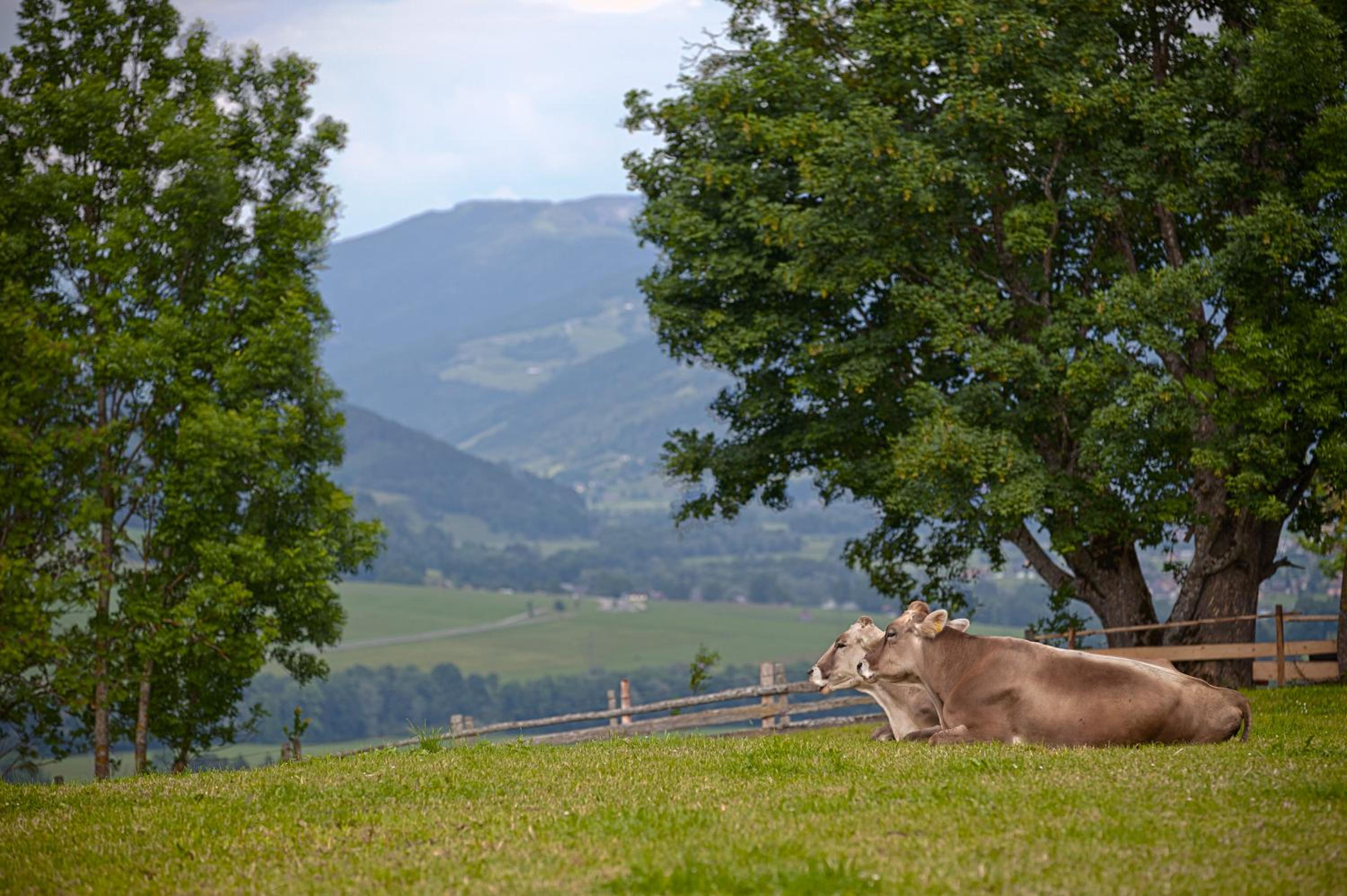 Moserhof