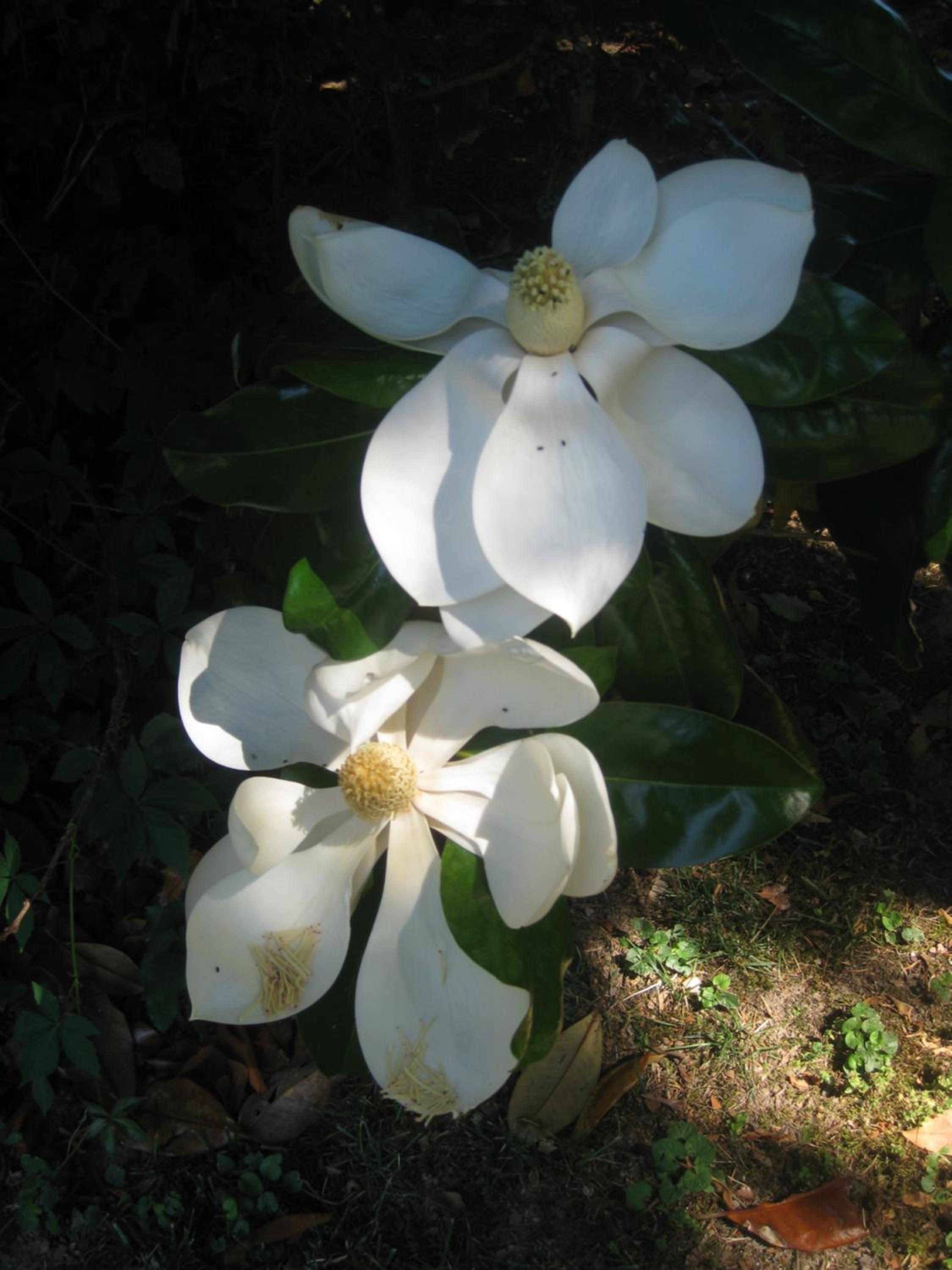 Photo 13