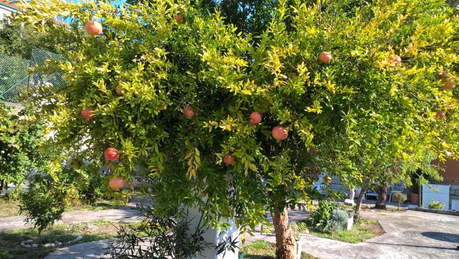 Agriturismo Allo Scoglio - Azienda Agricola