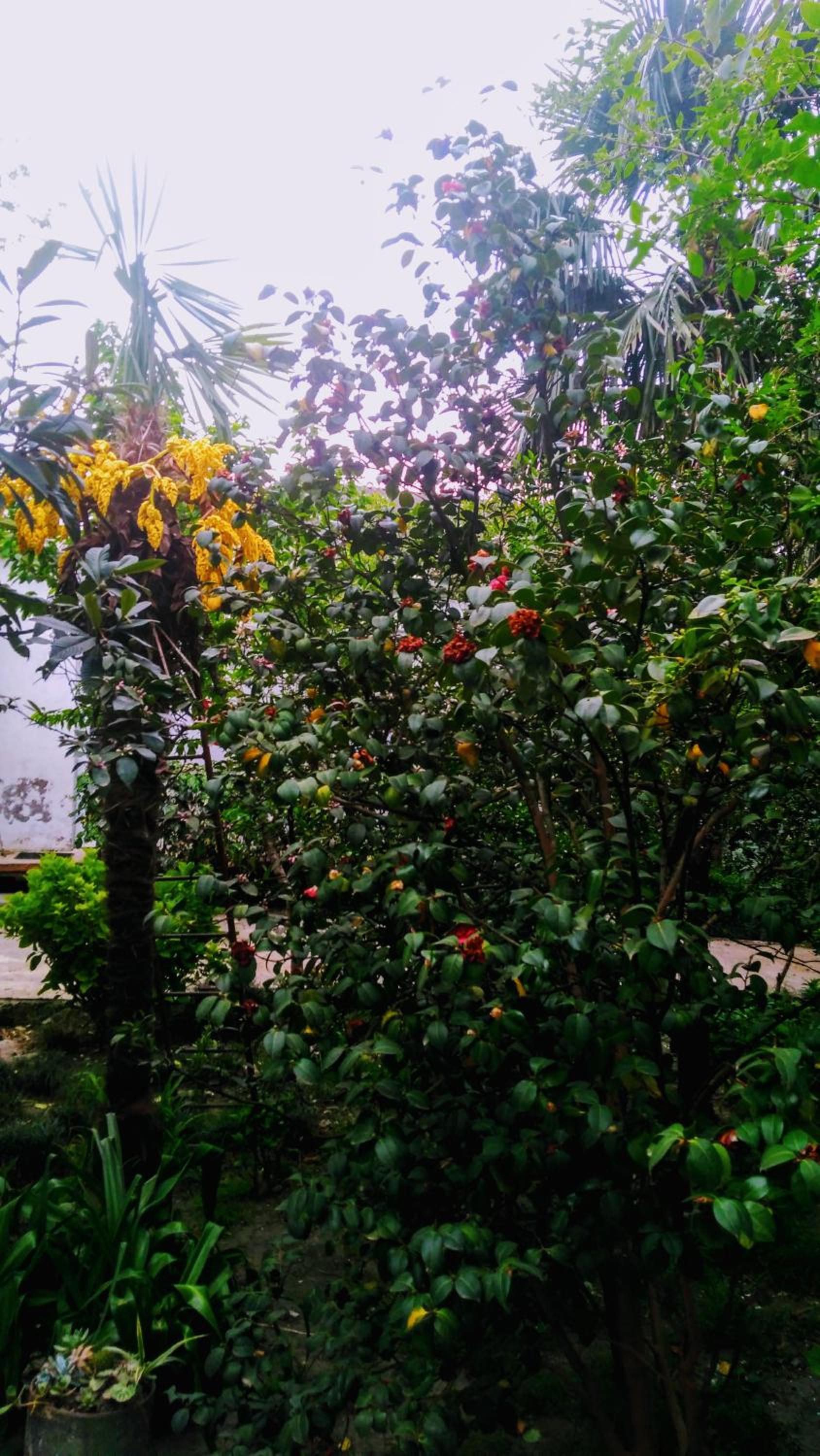 Colibri Home