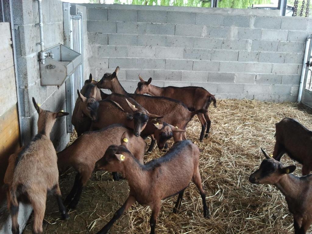 Agriturismo La Betulla