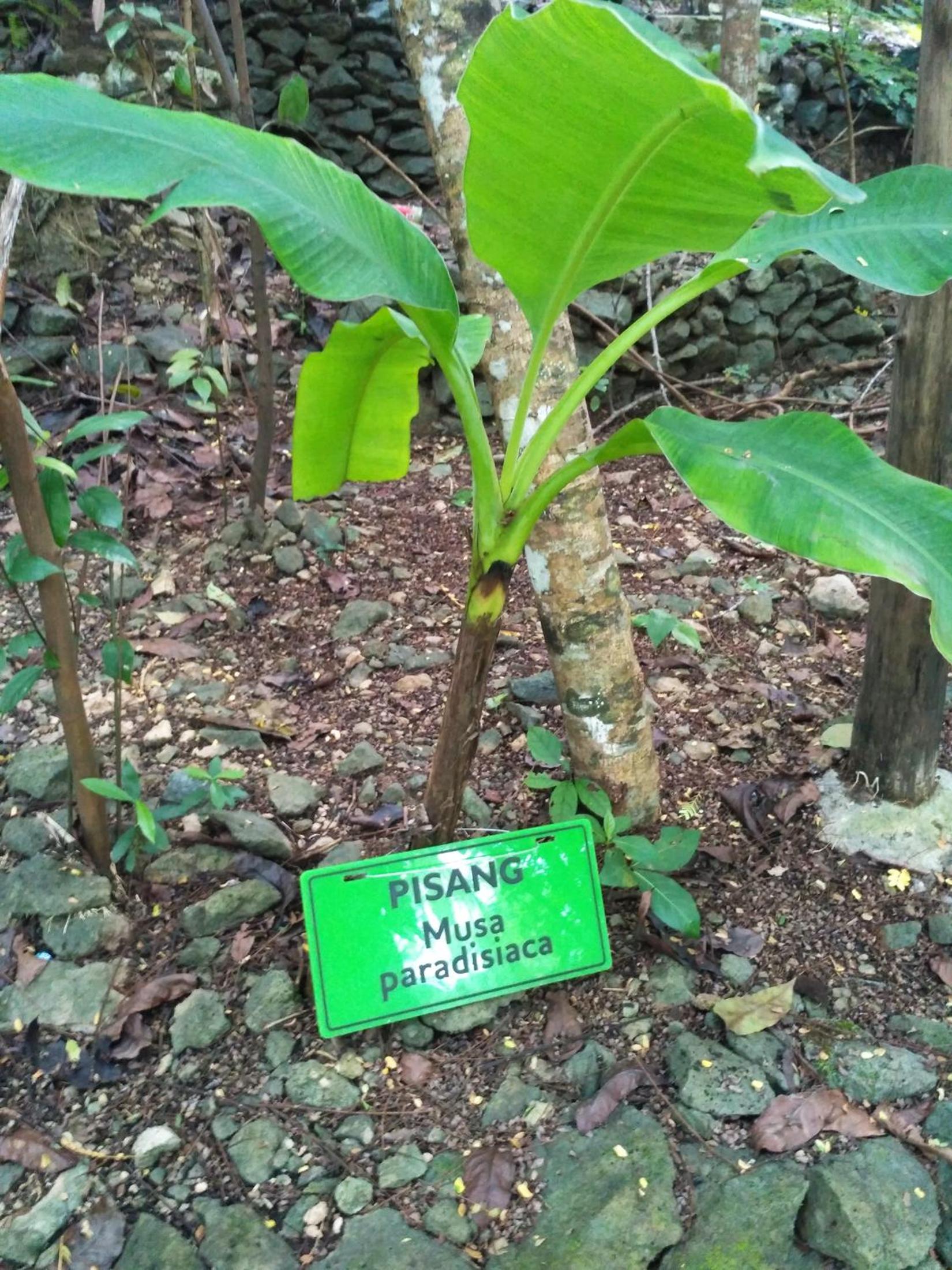 Hau Eco Lodges Citumang Pangandaran