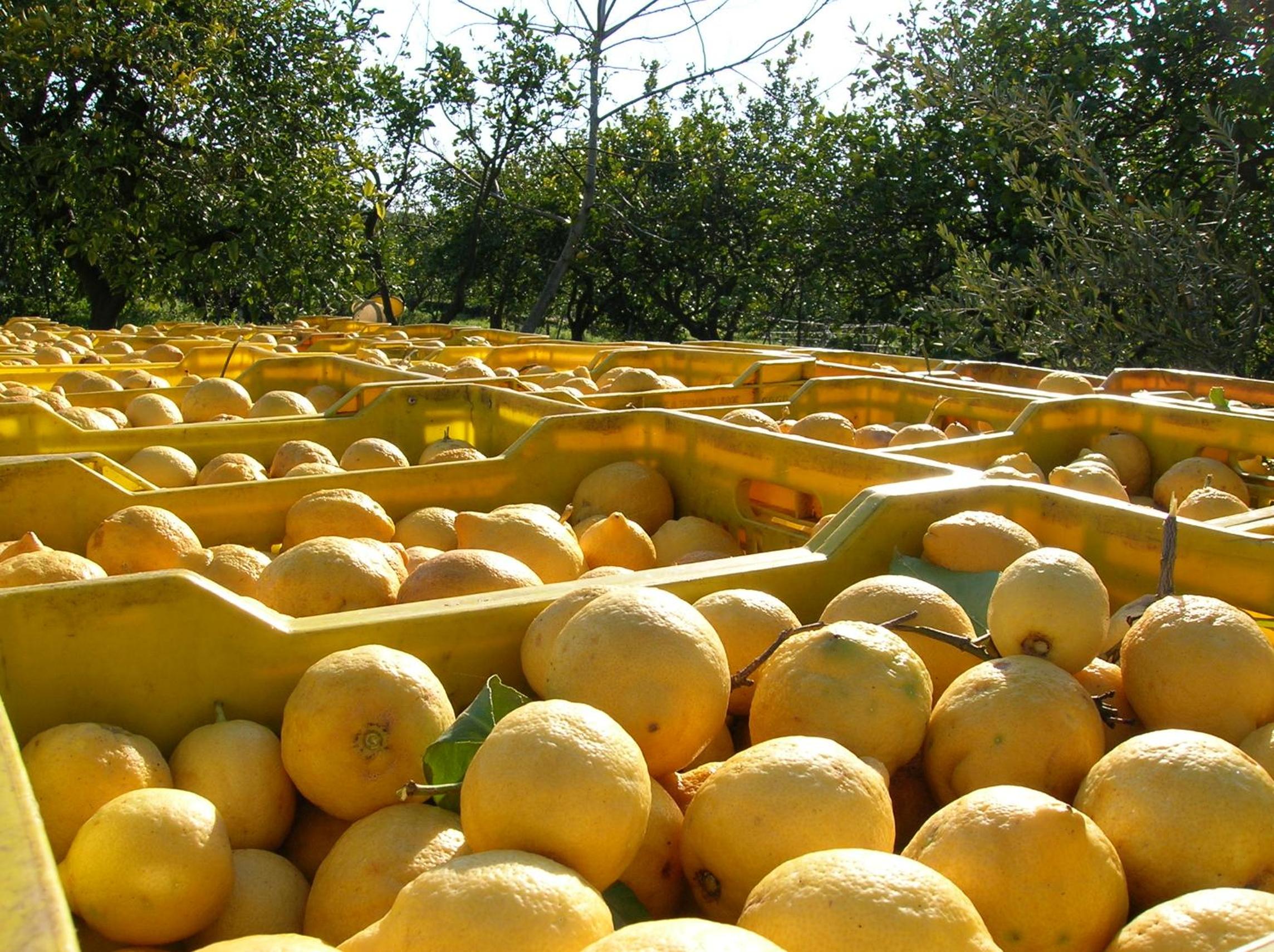 Agriturismo San Leonardello
