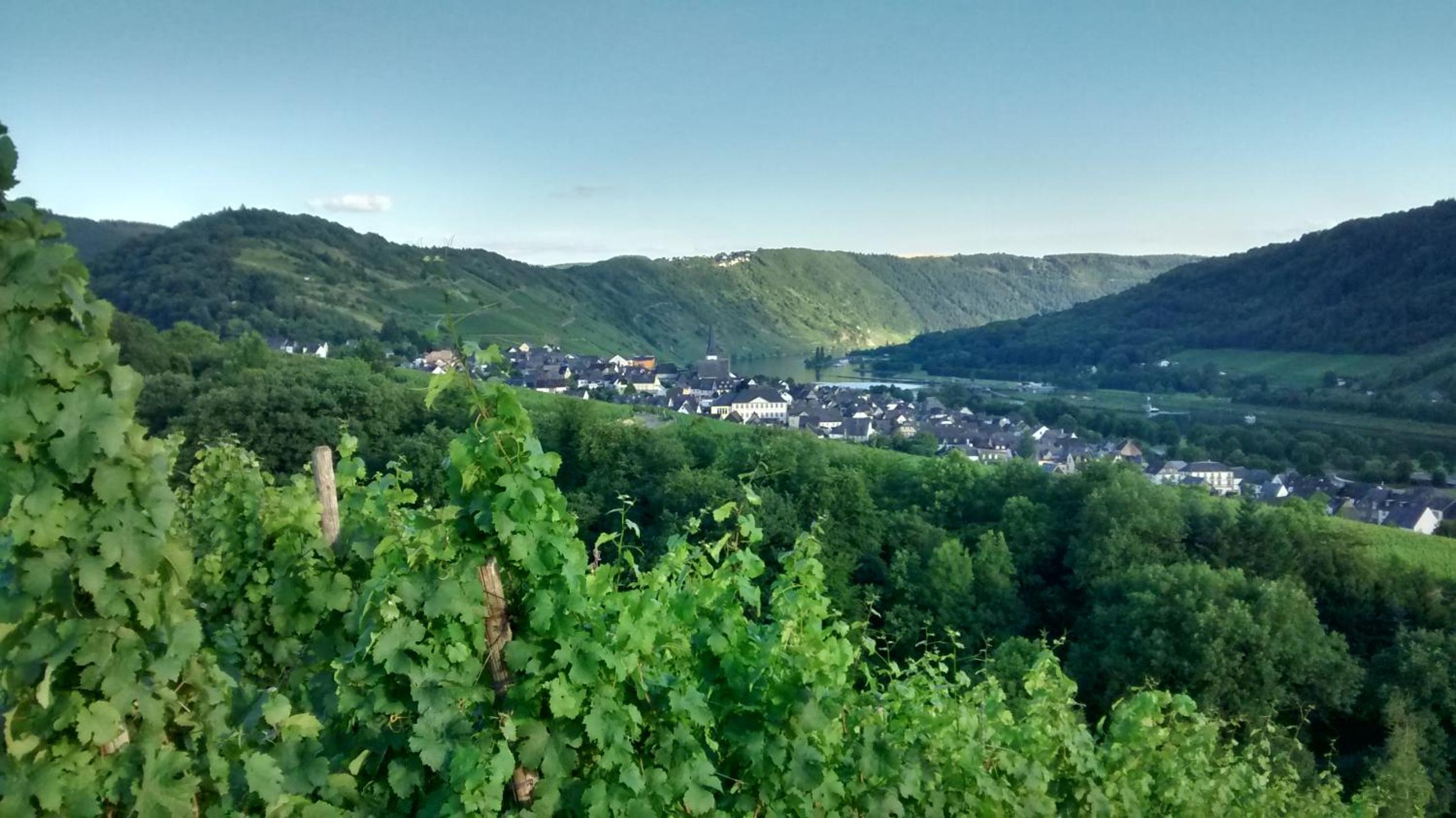 Weingut Sauer-Kettermann