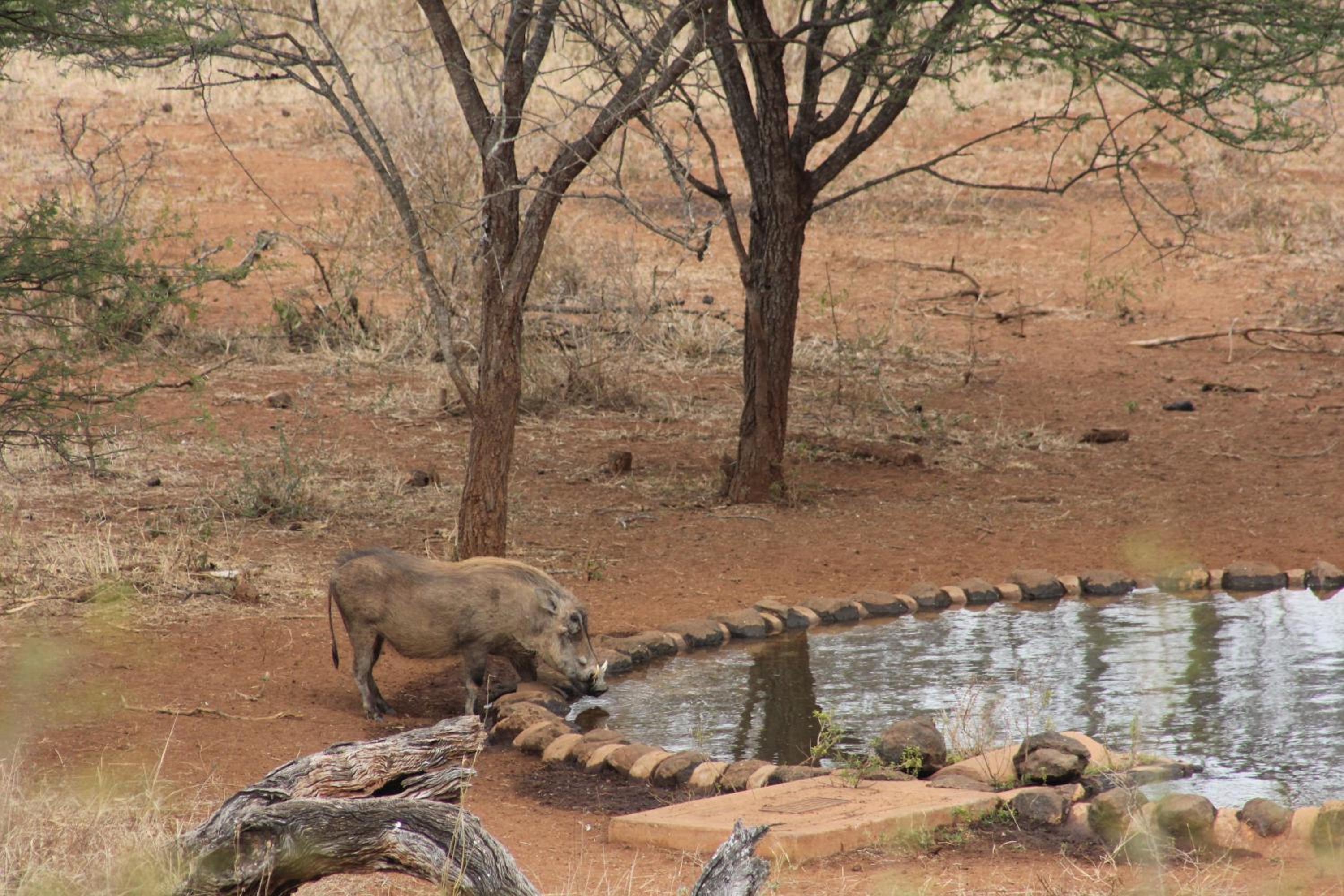 Khaya Ndlovu Safari Manor
