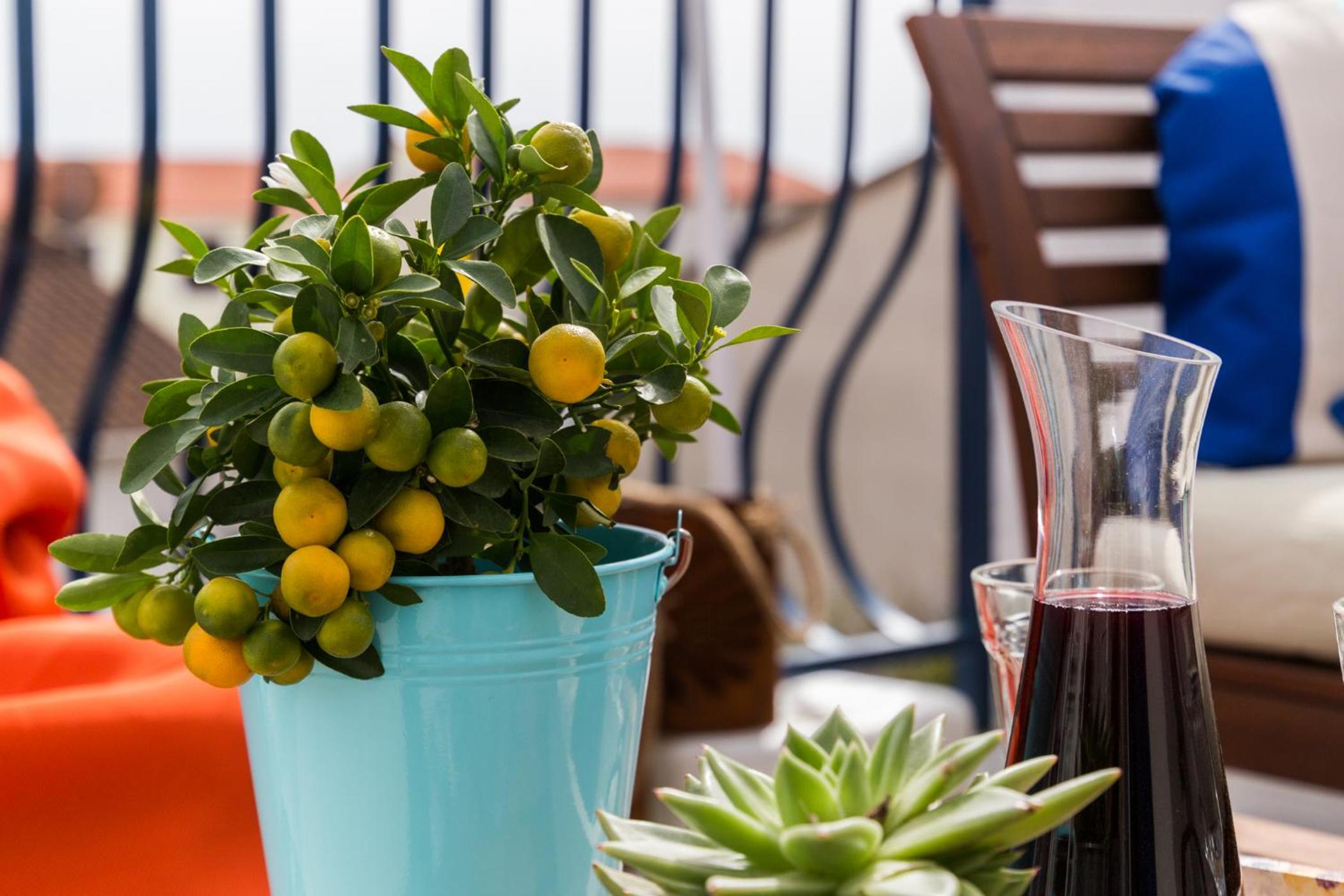 balance & terrace