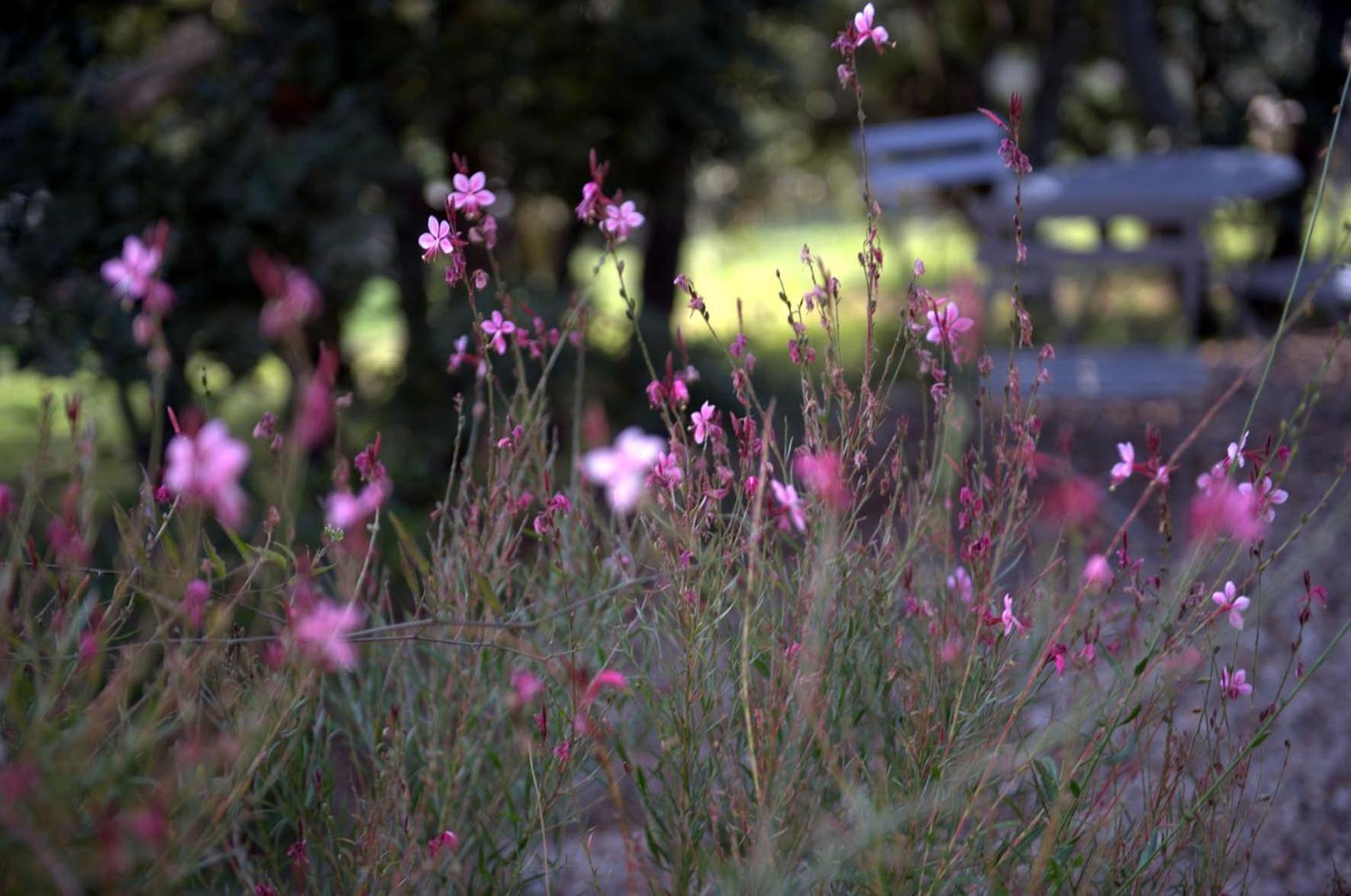 Les Terrasses - Gordes