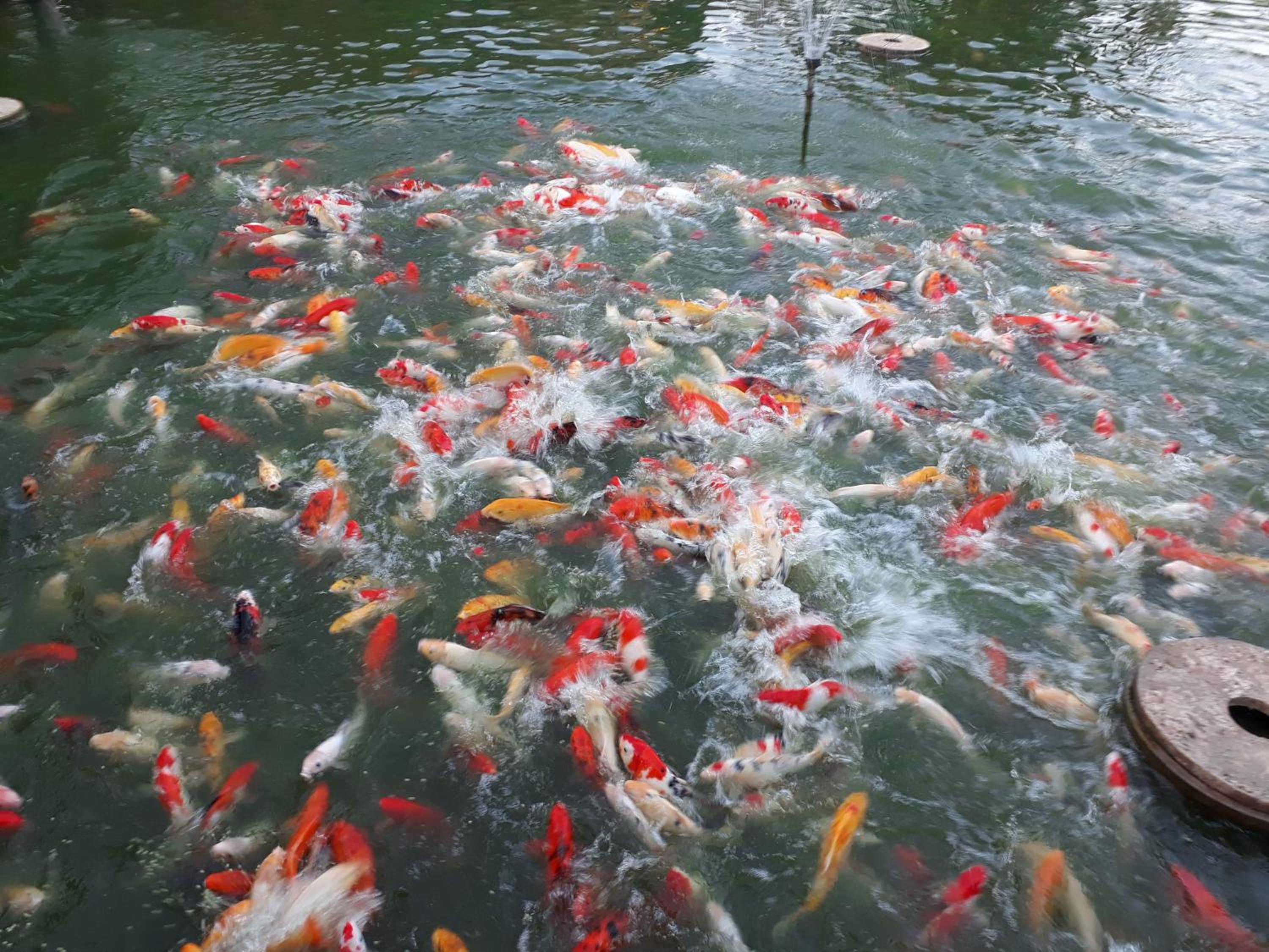 Pongsin Resort