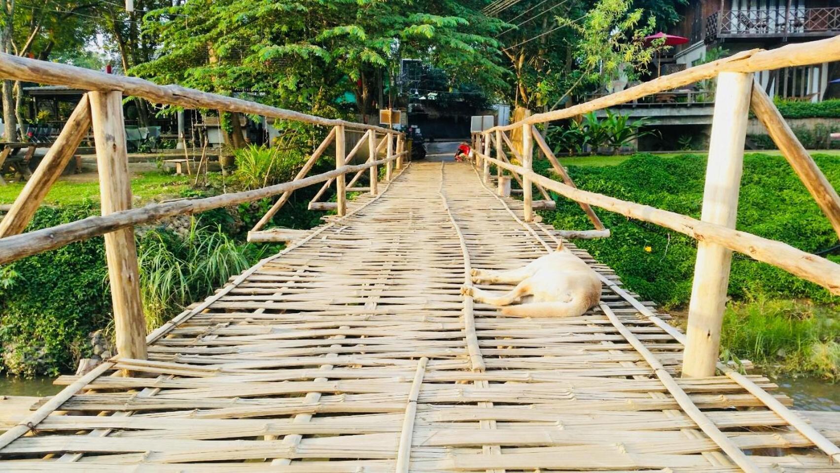 Pai Homey