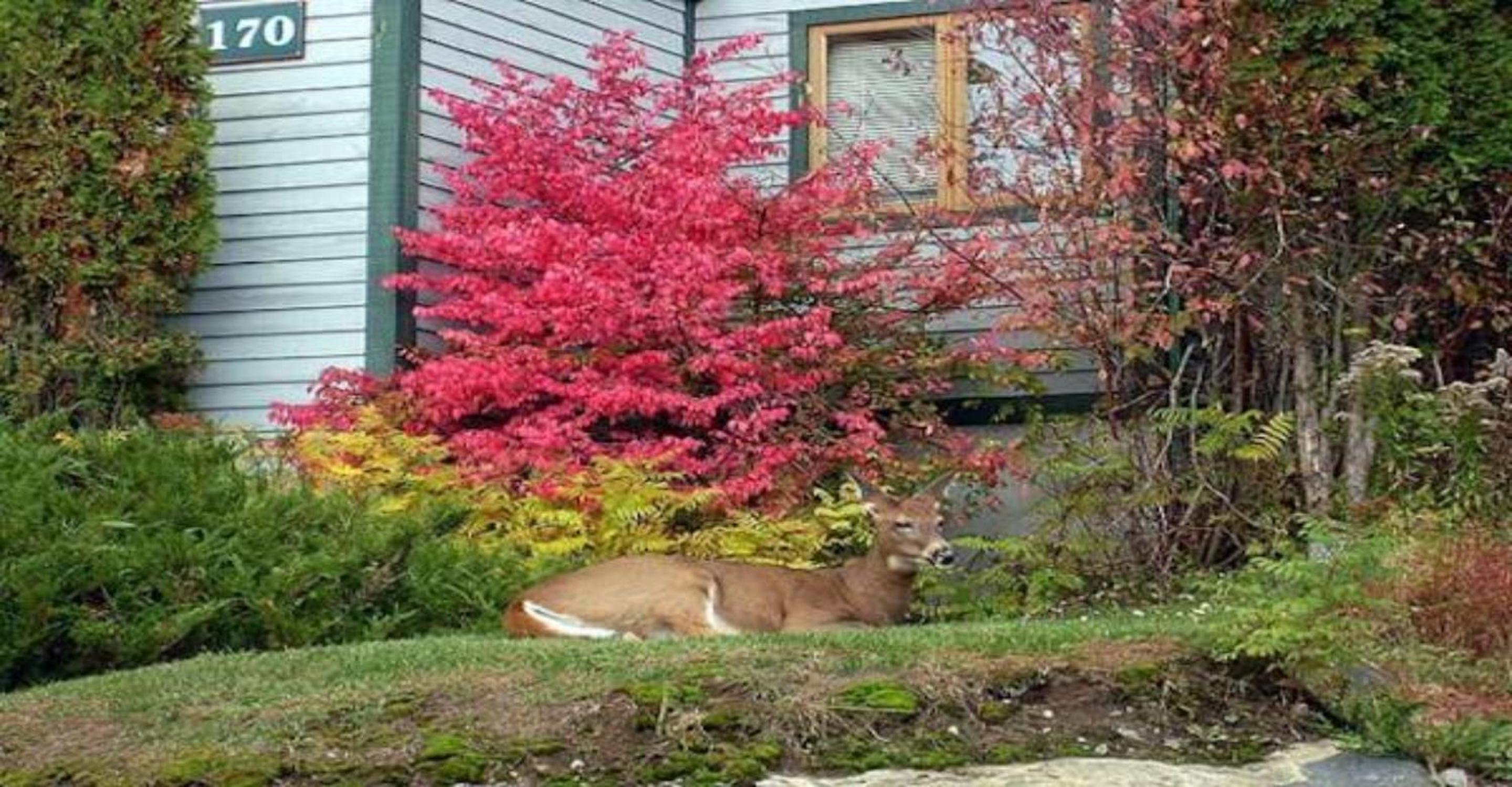 Clairière by Rendez-Vous Mont-Tremblant - Image 5