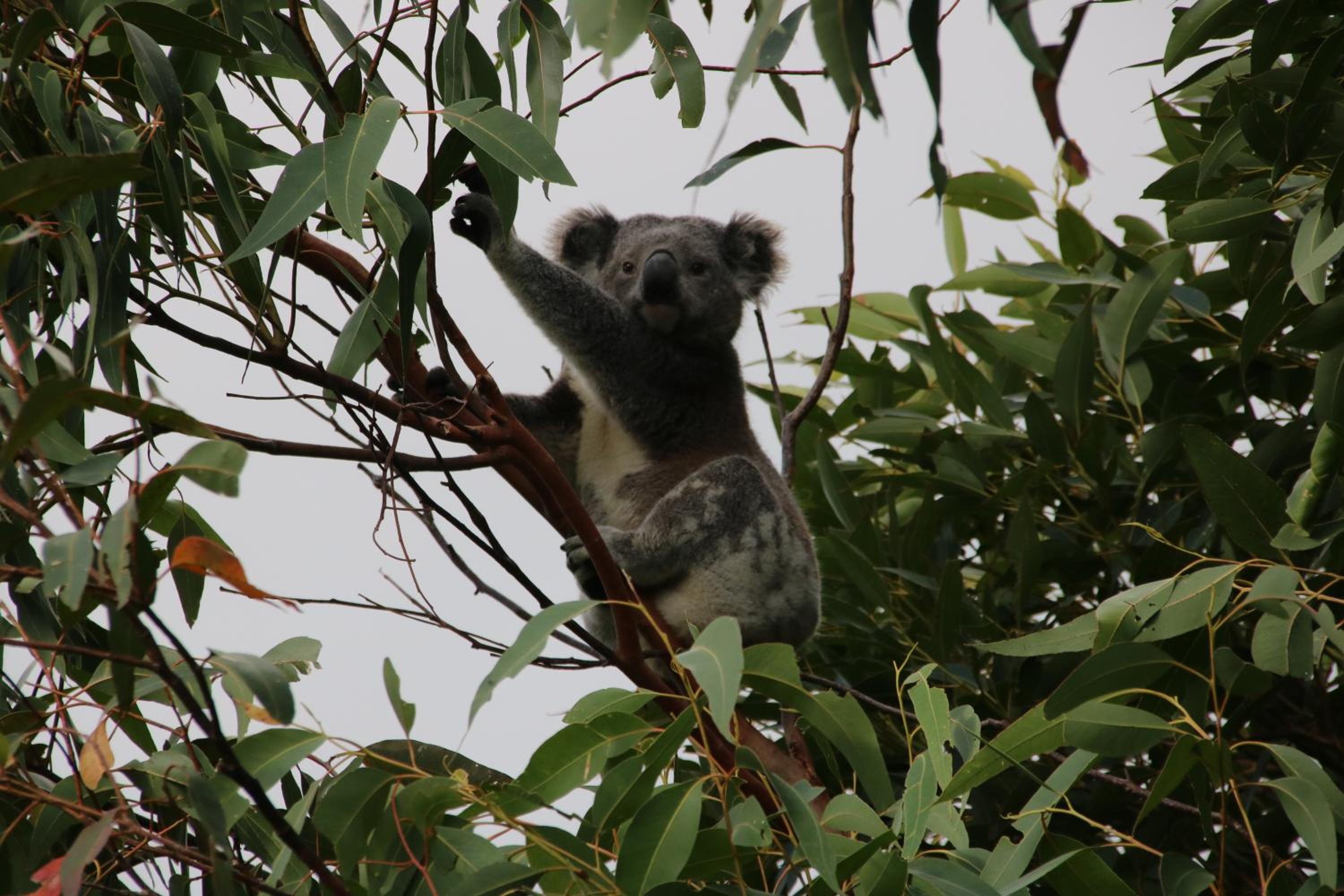 Salamander Bay Bed and Breakfast