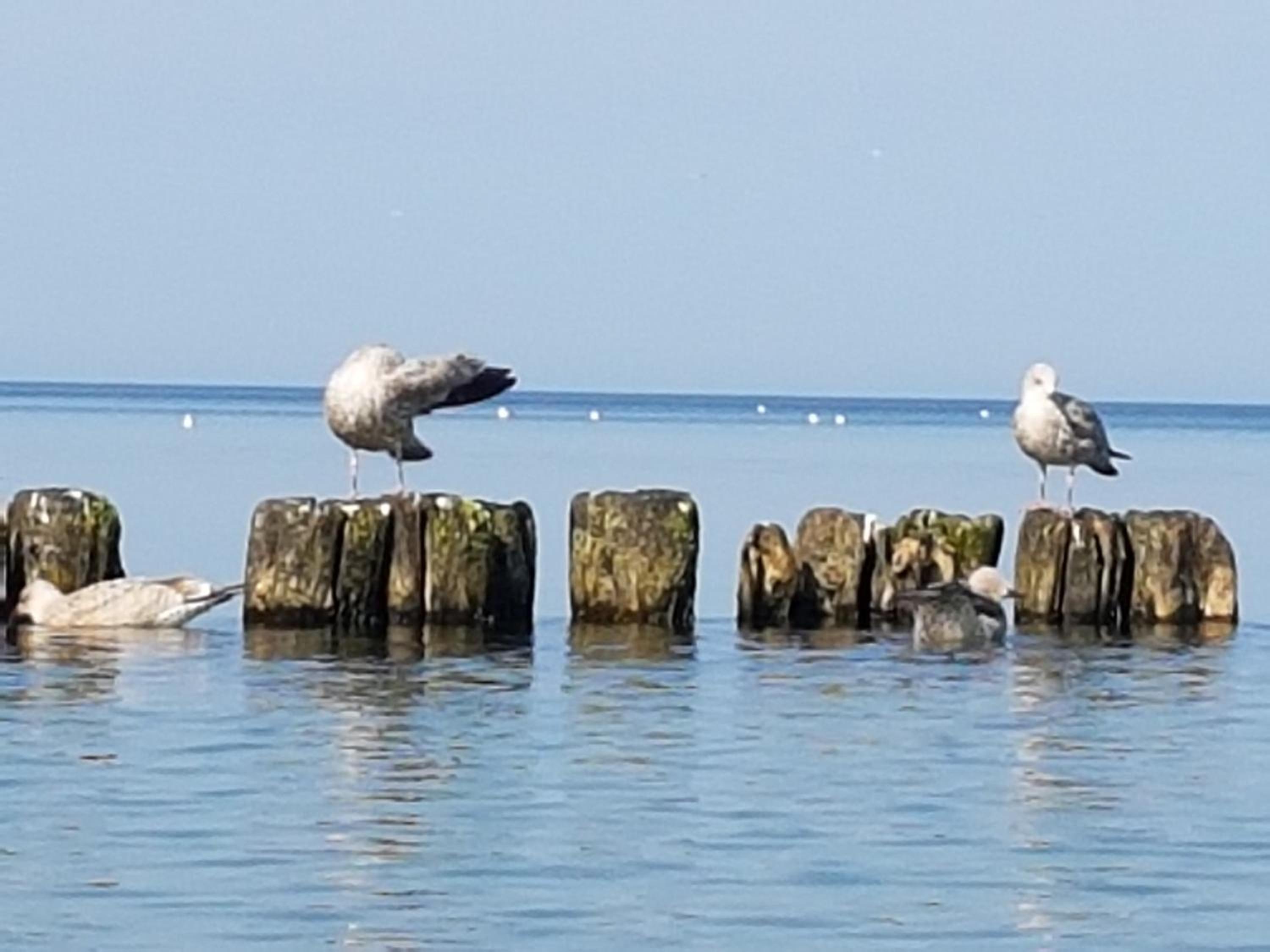 Rajska Mierzeja , SAUNA , JAKUZZI ,BASEN Z PODGRZEWANĄ WODĄ , KLIMATYZACJA-OGRZEWANIE , PLAC ZABAW , ROWERY , TARAS