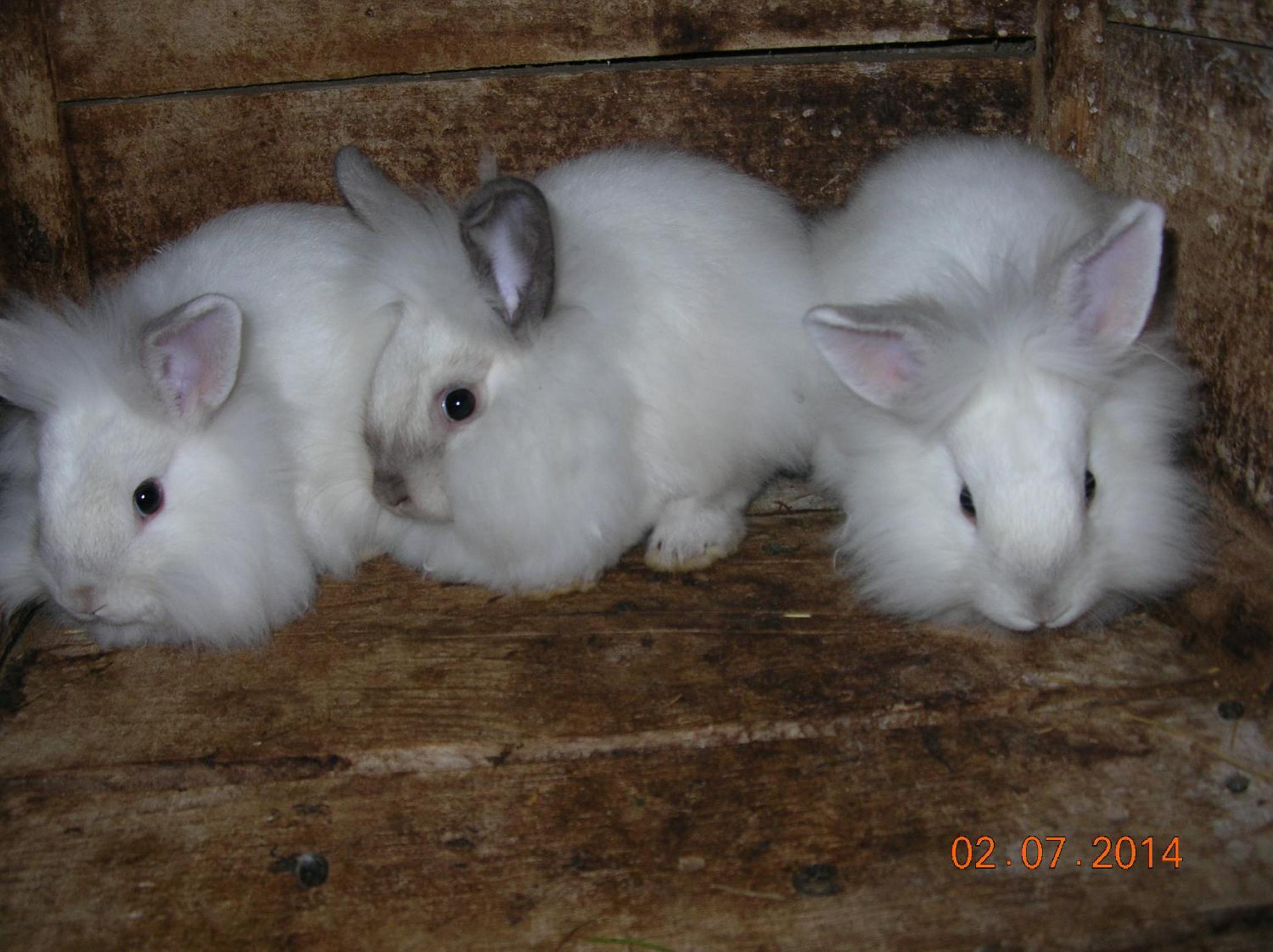 Photo 22
