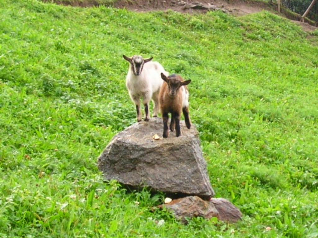 Photo 29