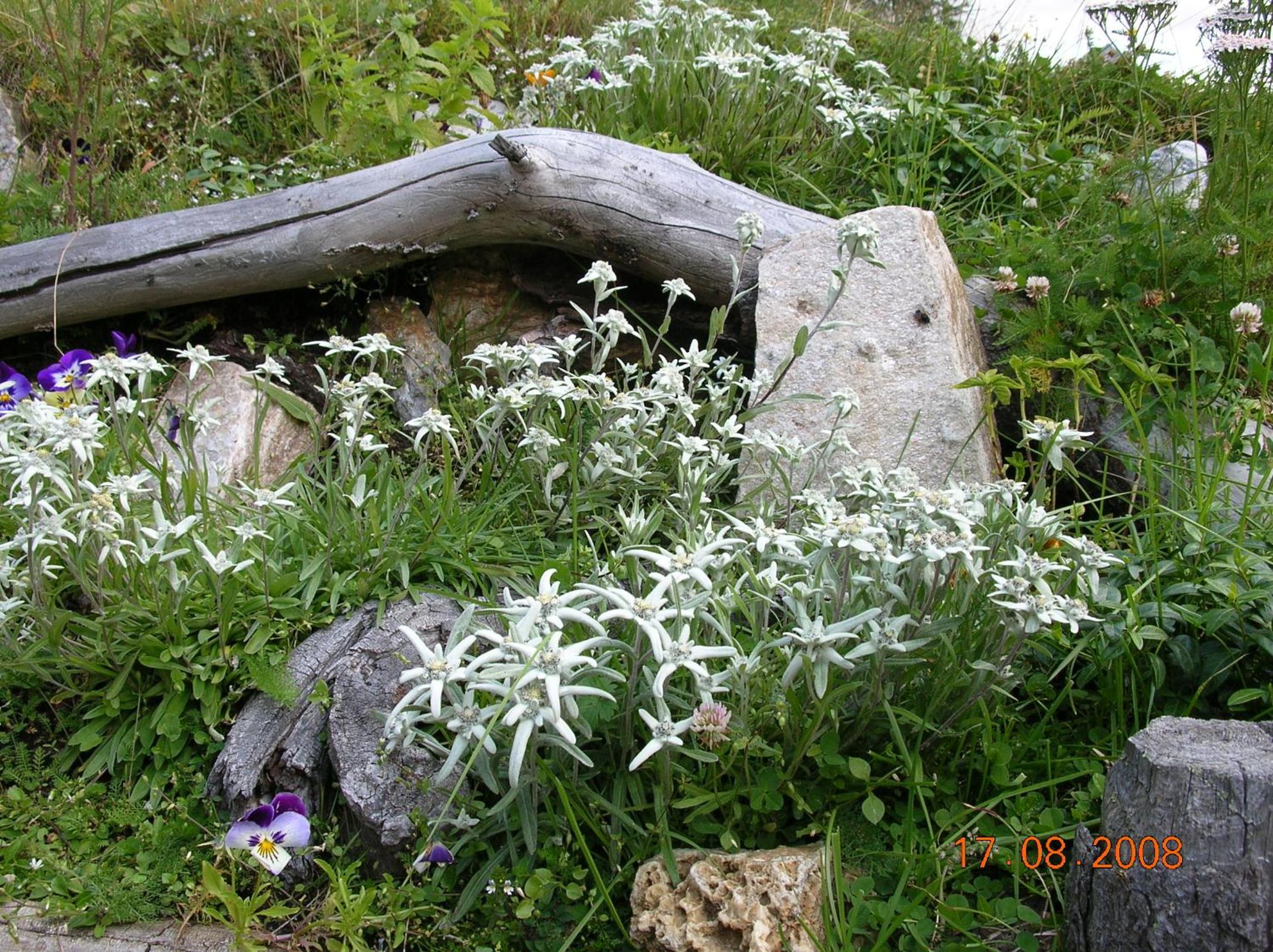 Photo 49