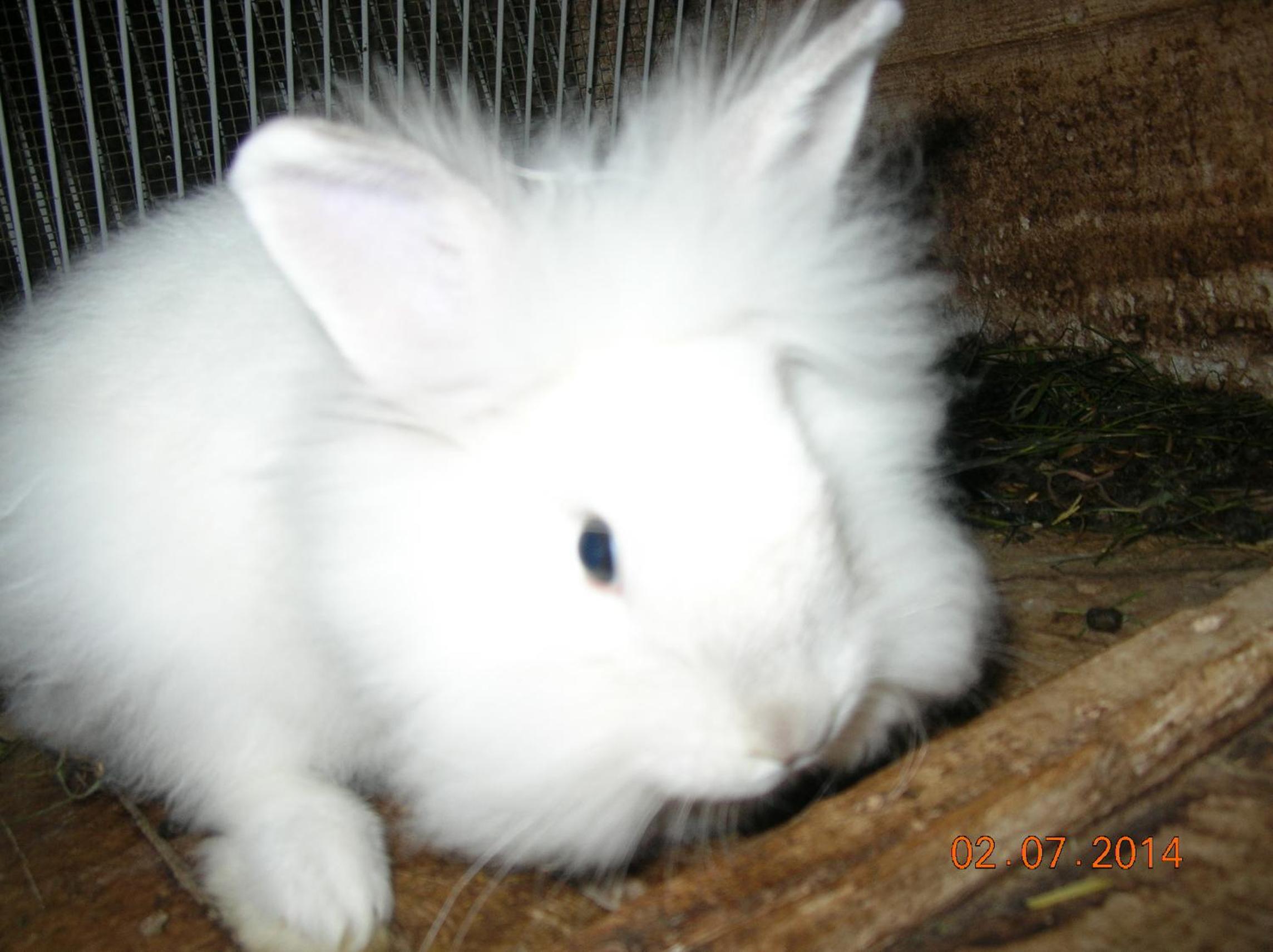 Photo 20