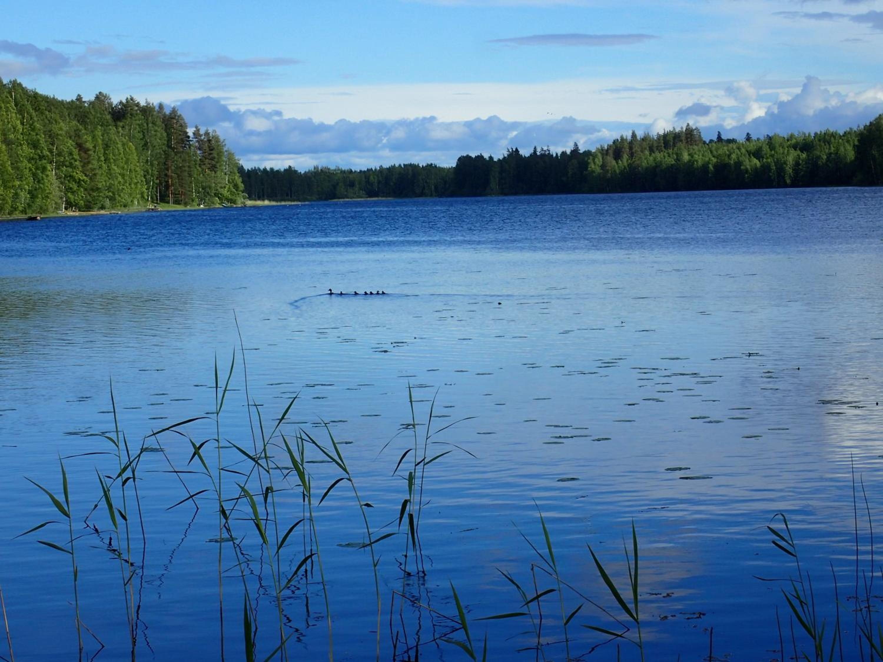 Koivurannan lomamökit Pihlaja