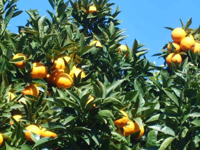 Photo 24